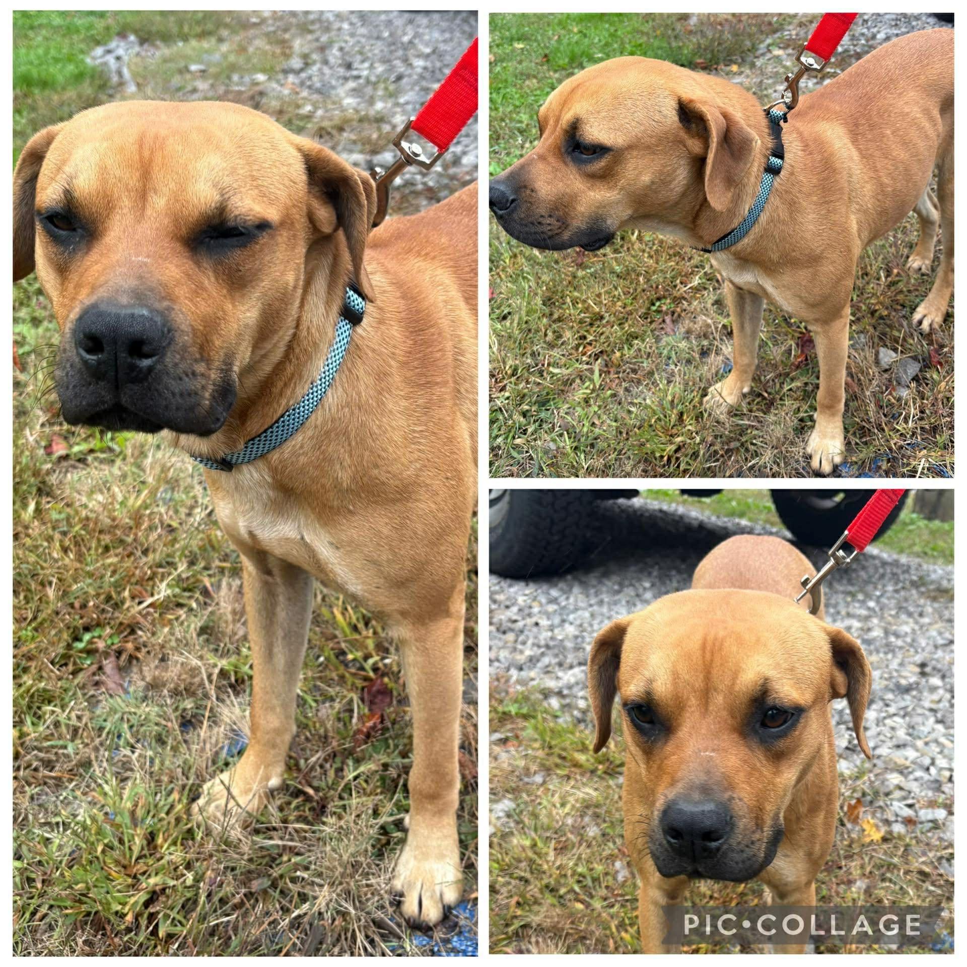 Enlarge Mia-Available! www.lhar.dog to apply! , a Adoptable mixed breed in Frederick, MD image 6/6