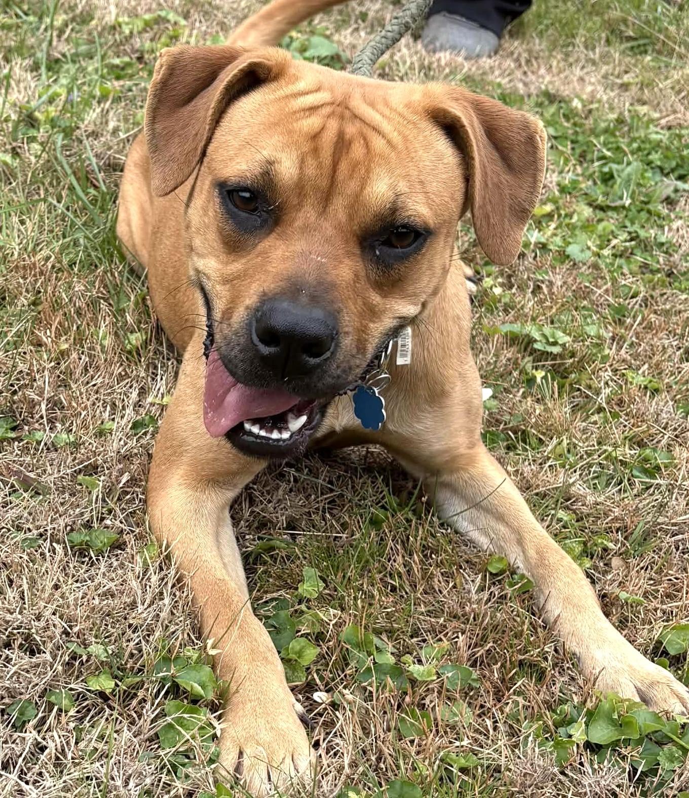 Mia-Available @Petsmart 2/21! www.lhar.dog to apply! , Adoptable, Young Female Hound & Boxer.