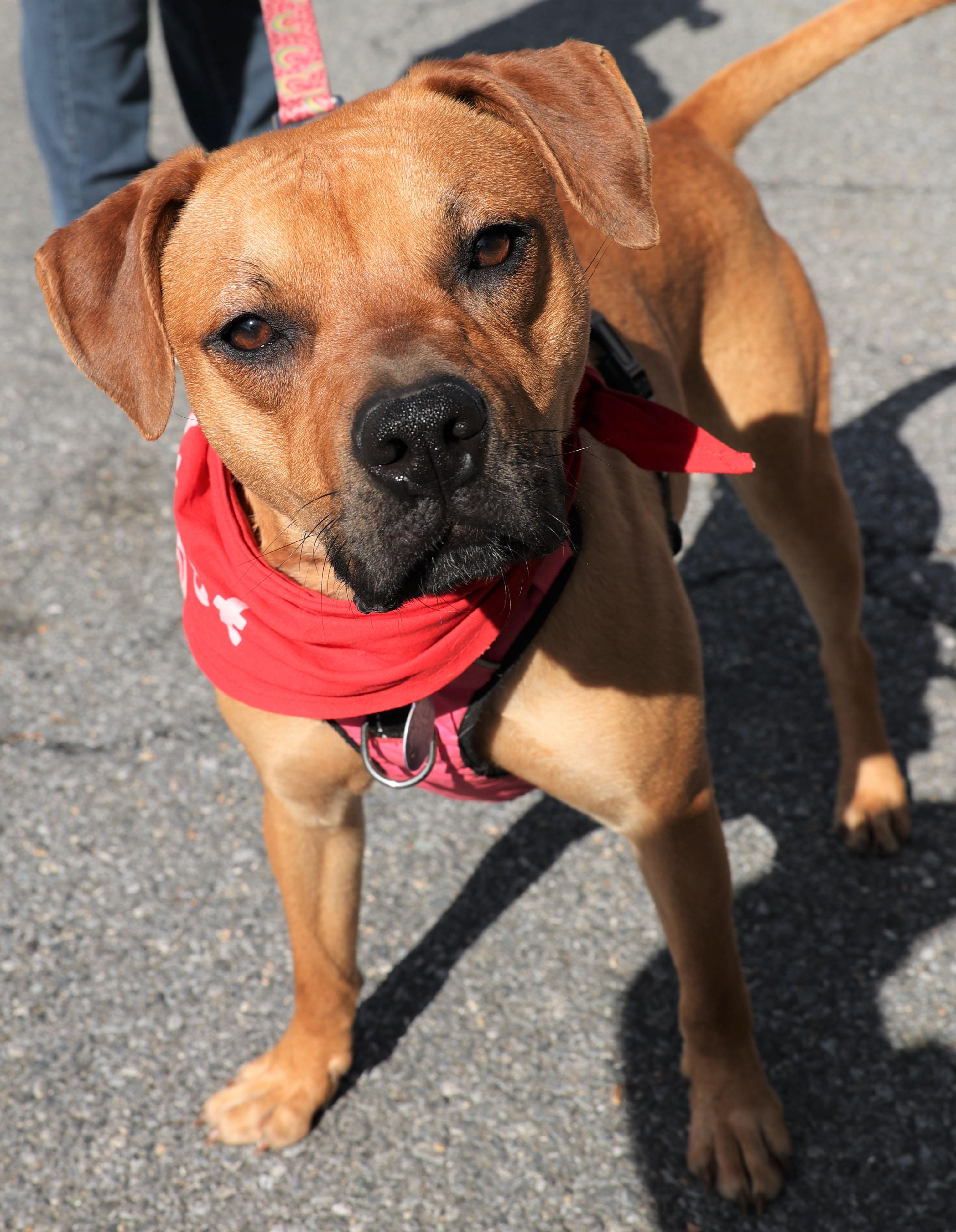 Mia-Available! www.lhar.dog to apply! , a Adoptable mixed breed in Frederick, MD image 2/5