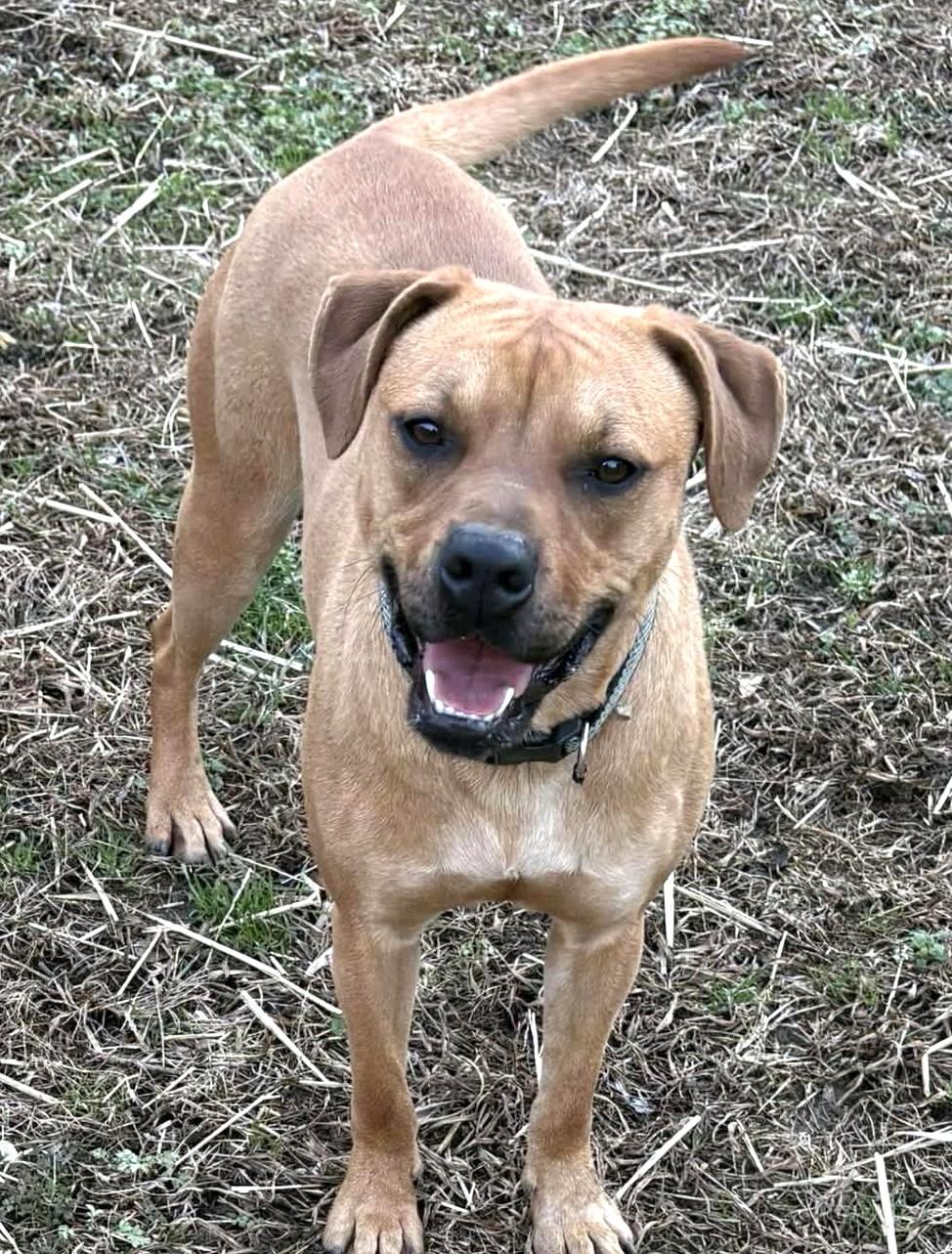 Enlarge Mia-Available! www.lhar.dog to apply! , a Adoptable mixed breed in Frederick, MD image 4/6