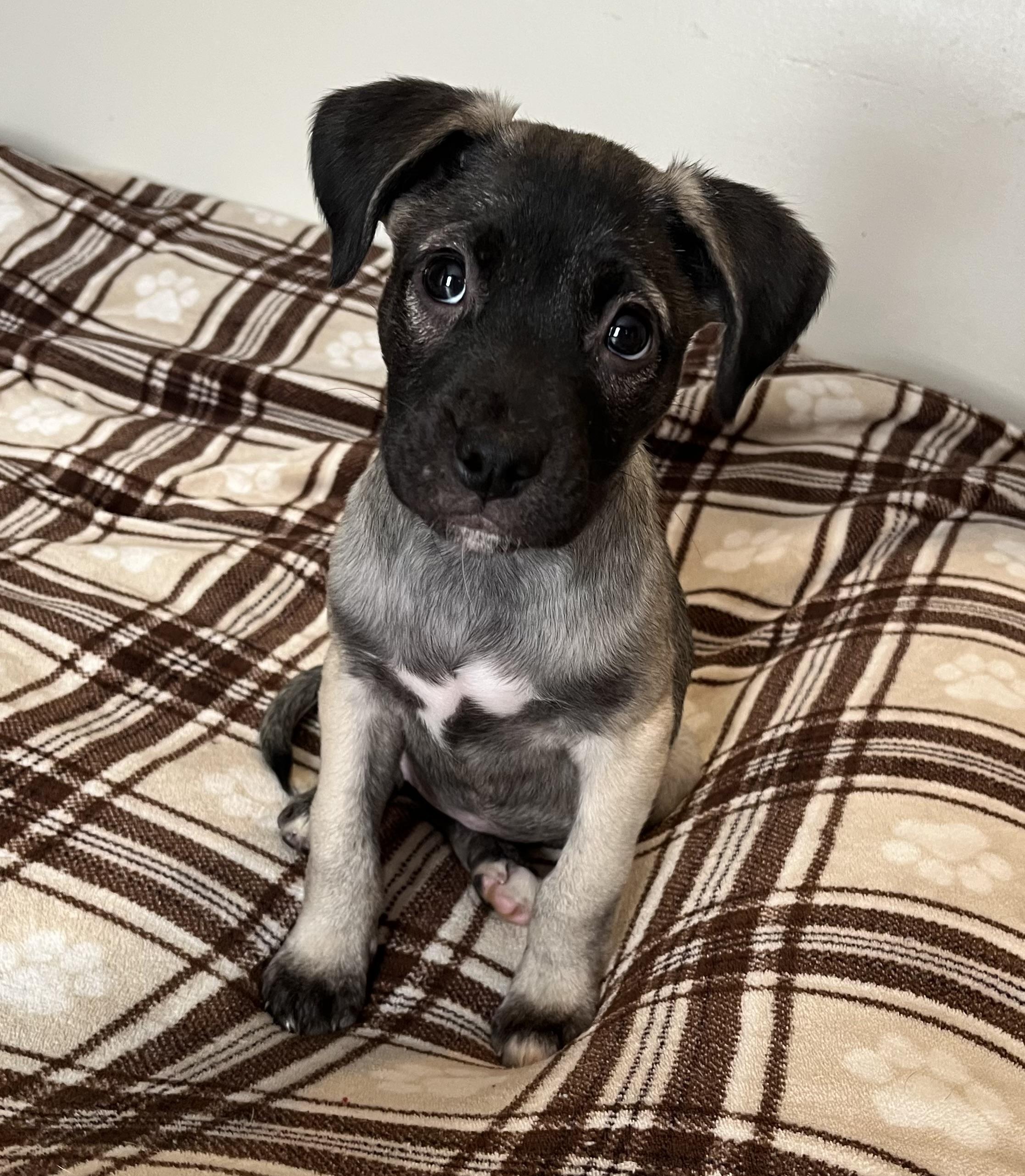 Enlarge XP Sato - Cookie & S‘mores , a ADOPTABLE mixed breed in Hamburg, NJ image 2/3