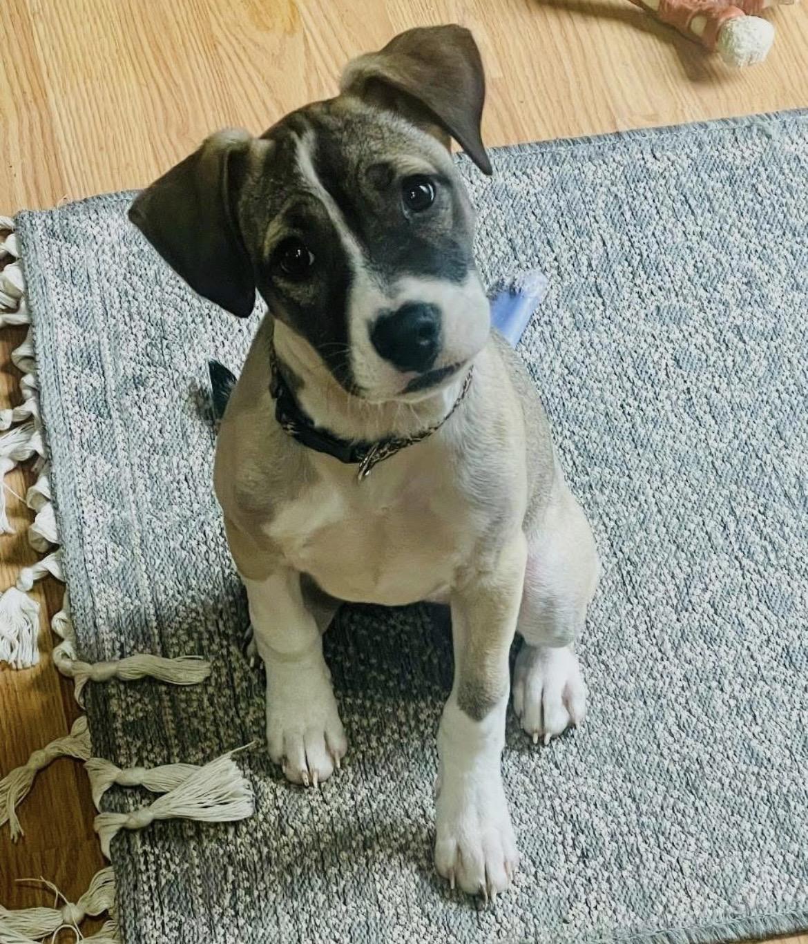 Enlarge XP Sato - S'mores , a ADOPTABLE mixed breed in Hamburg, NJ image 1/1