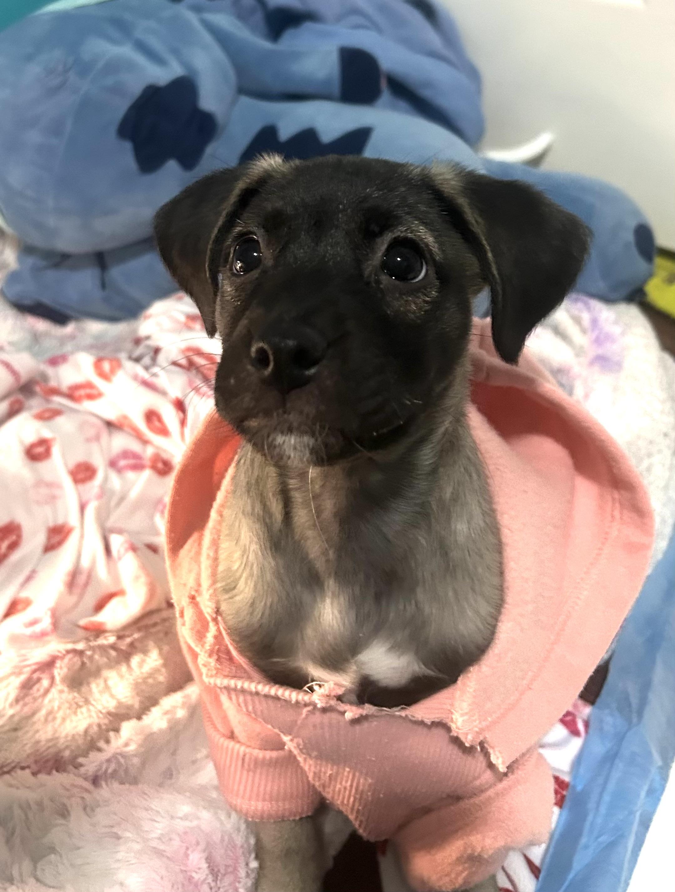 Enlarge XP Sato - Cookie & S‘mores , a ADOPTABLE mixed breed in Hamburg, NJ image 1/3