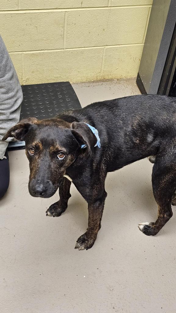 Enlarge Henry the 3rd, a Adoptable mixed breed in Crossville, TN image 3/3