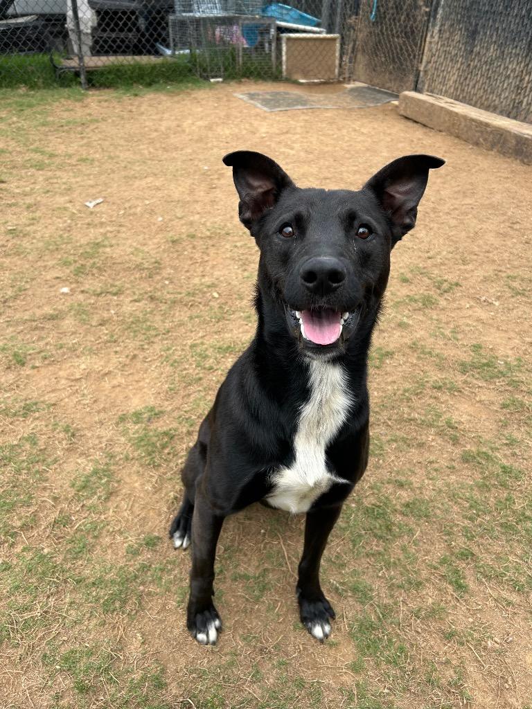 River, Adoptable, Young Male Australian Kelpie & Shepherd.
