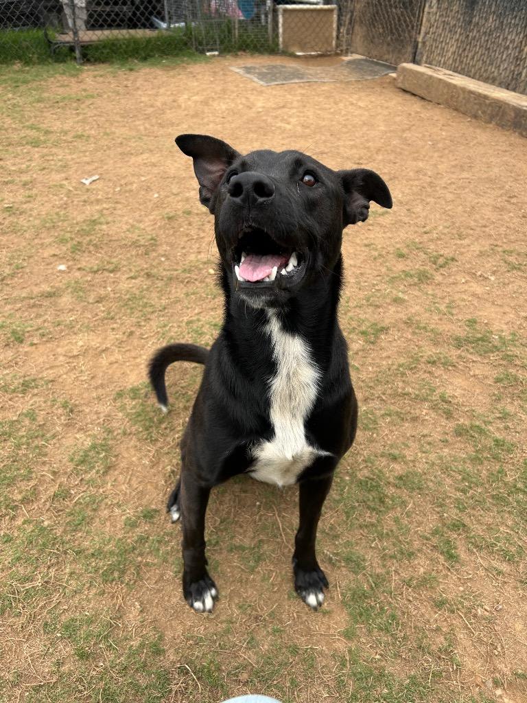 Enlarge River, a Adoptable mixed breed in East Ridge, TN image 2/2