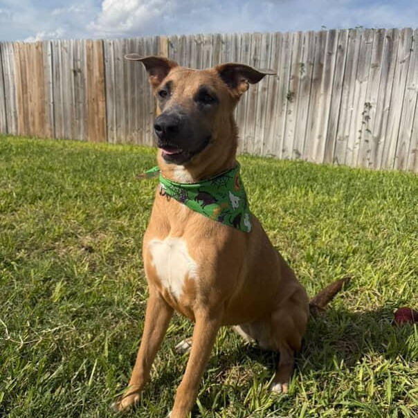 Angelique thumbnail 4