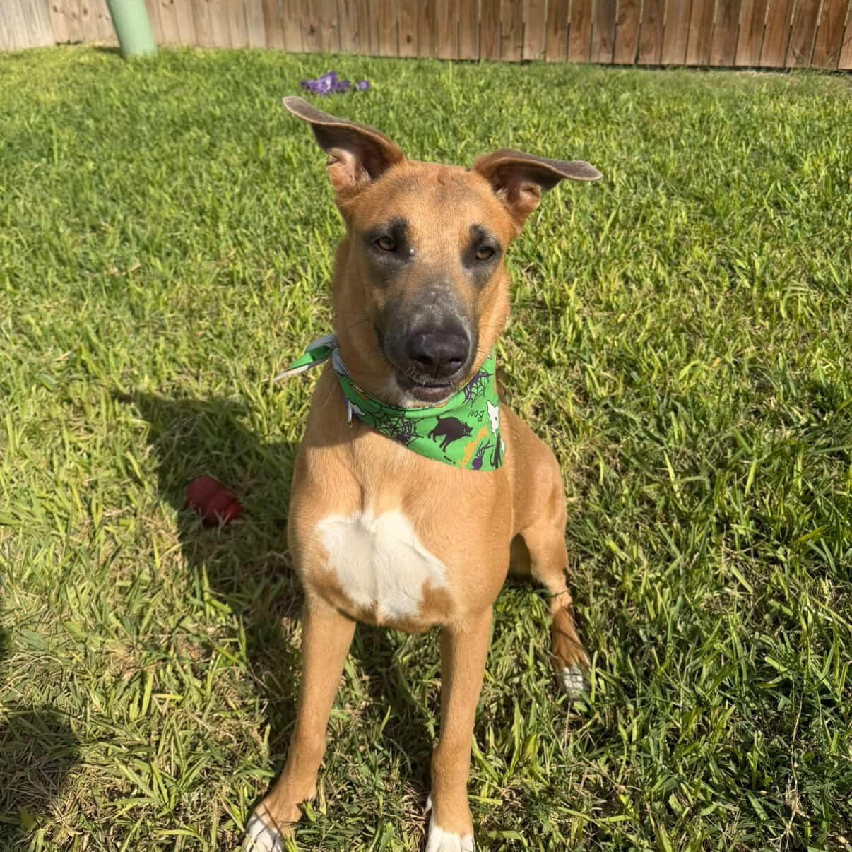 Angelique thumbnail 2