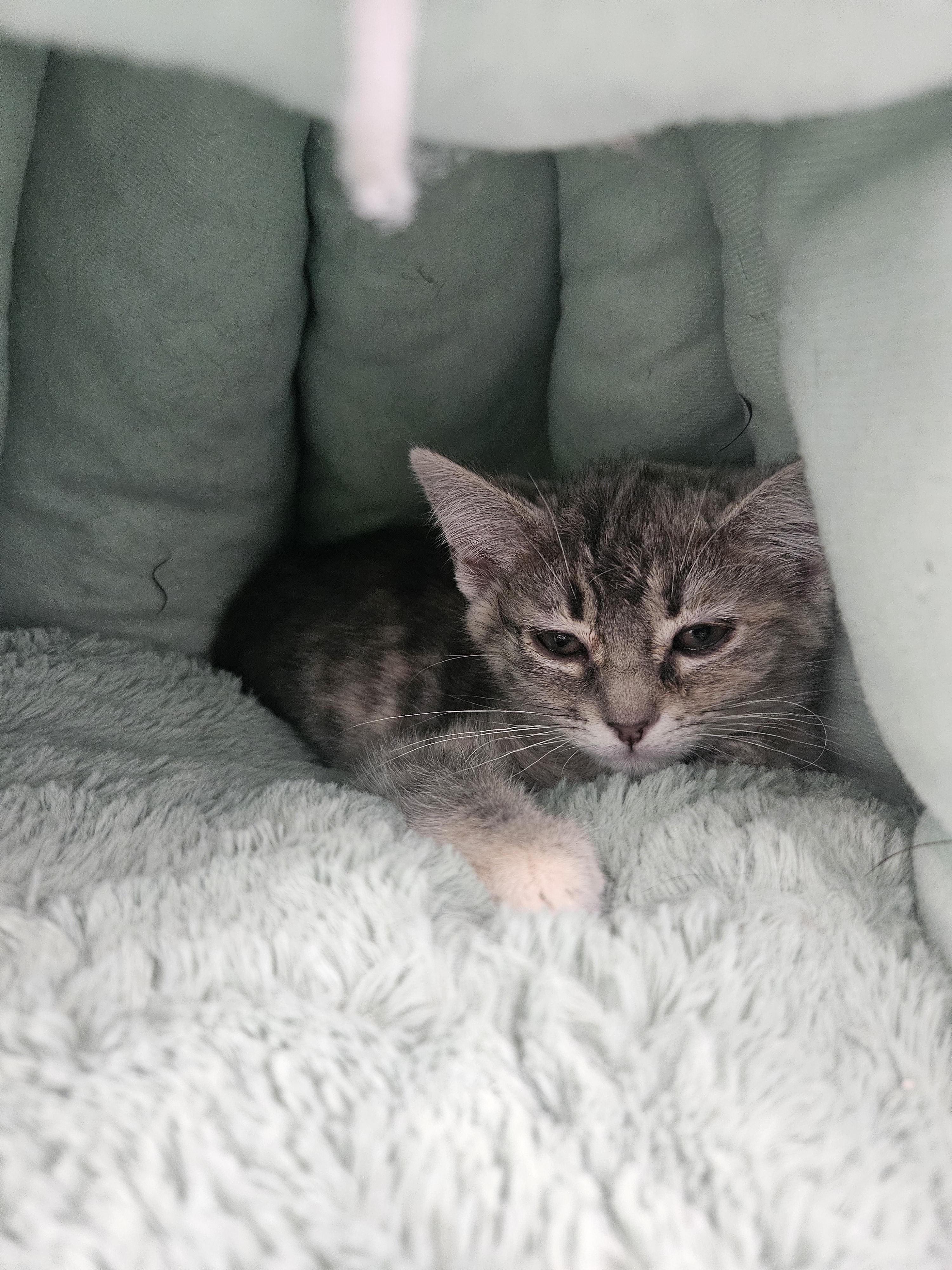 Enlarge Mia, an adopted Domestic Short Hair in Kalamazoo, MI image 1/1