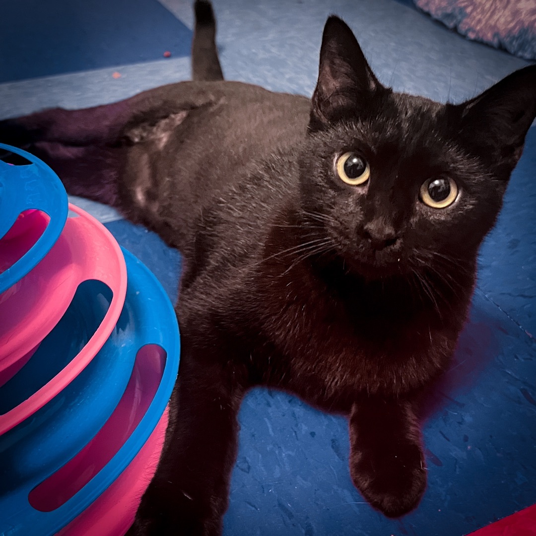 Pepper, Adopted, Kitten Male Domestic Medium Hair.