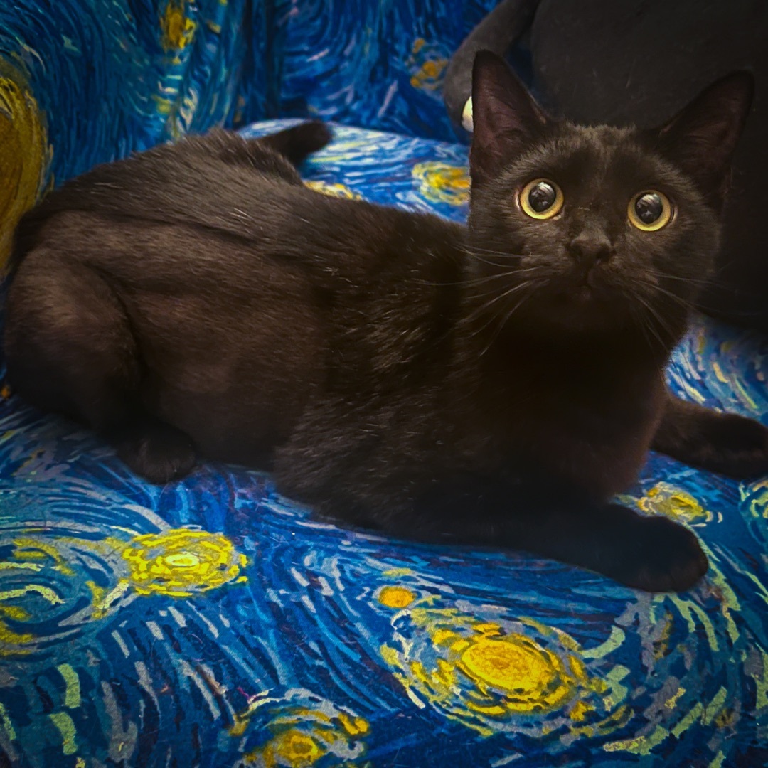 Enlarge Pepper, a Adopted Domestic Medium Hair in Sherman, TX image 3/6