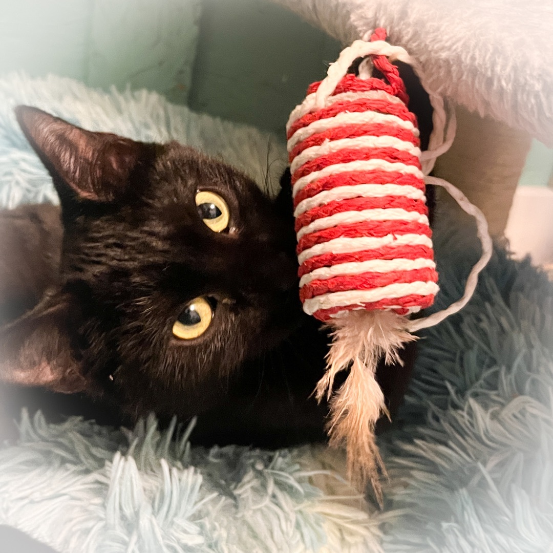 Enlarge Pepper, a Adopted Domestic Medium Hair in Sherman, TX image 4/6