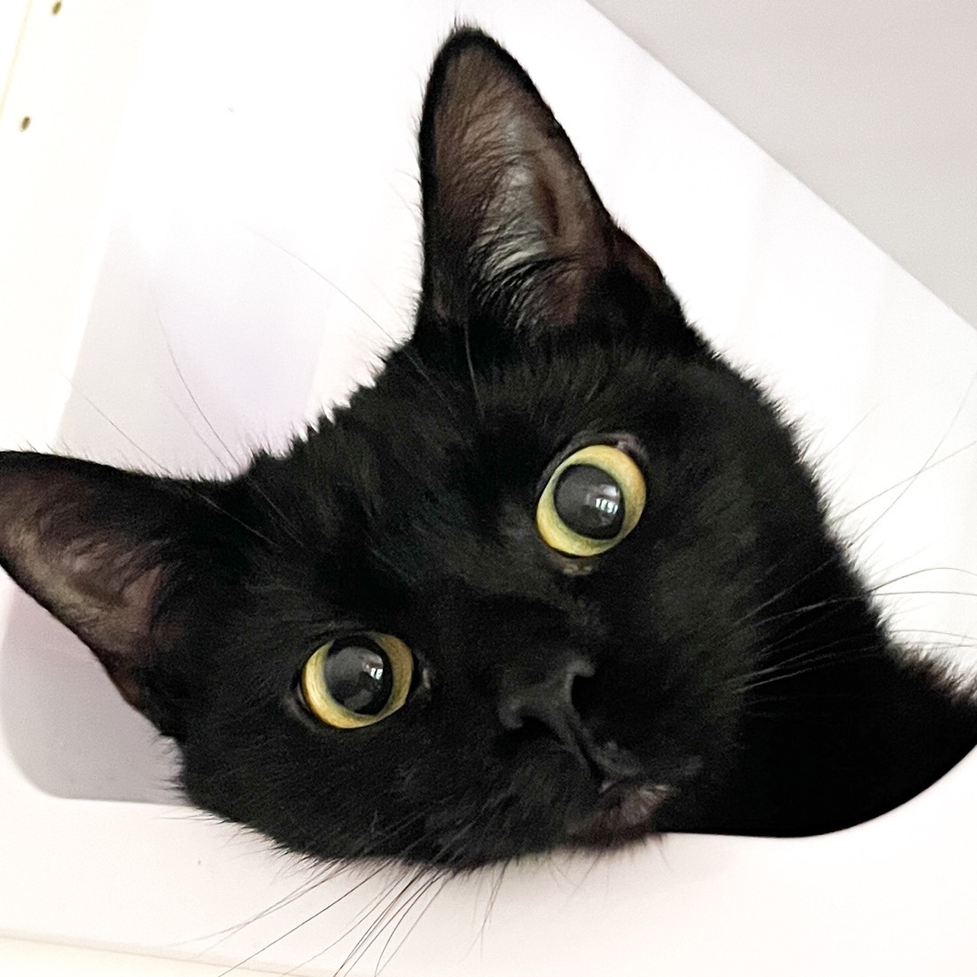 Enlarge Pepper, a Adopted Domestic Medium Hair in Sherman, TX image 5/6