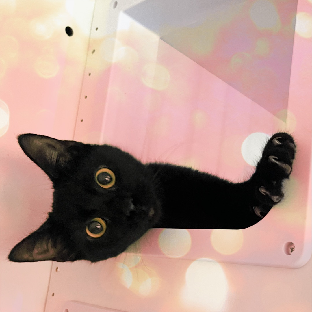 Enlarge Pepper, a Adopted Domestic Medium Hair in Sherman, TX image 6/6