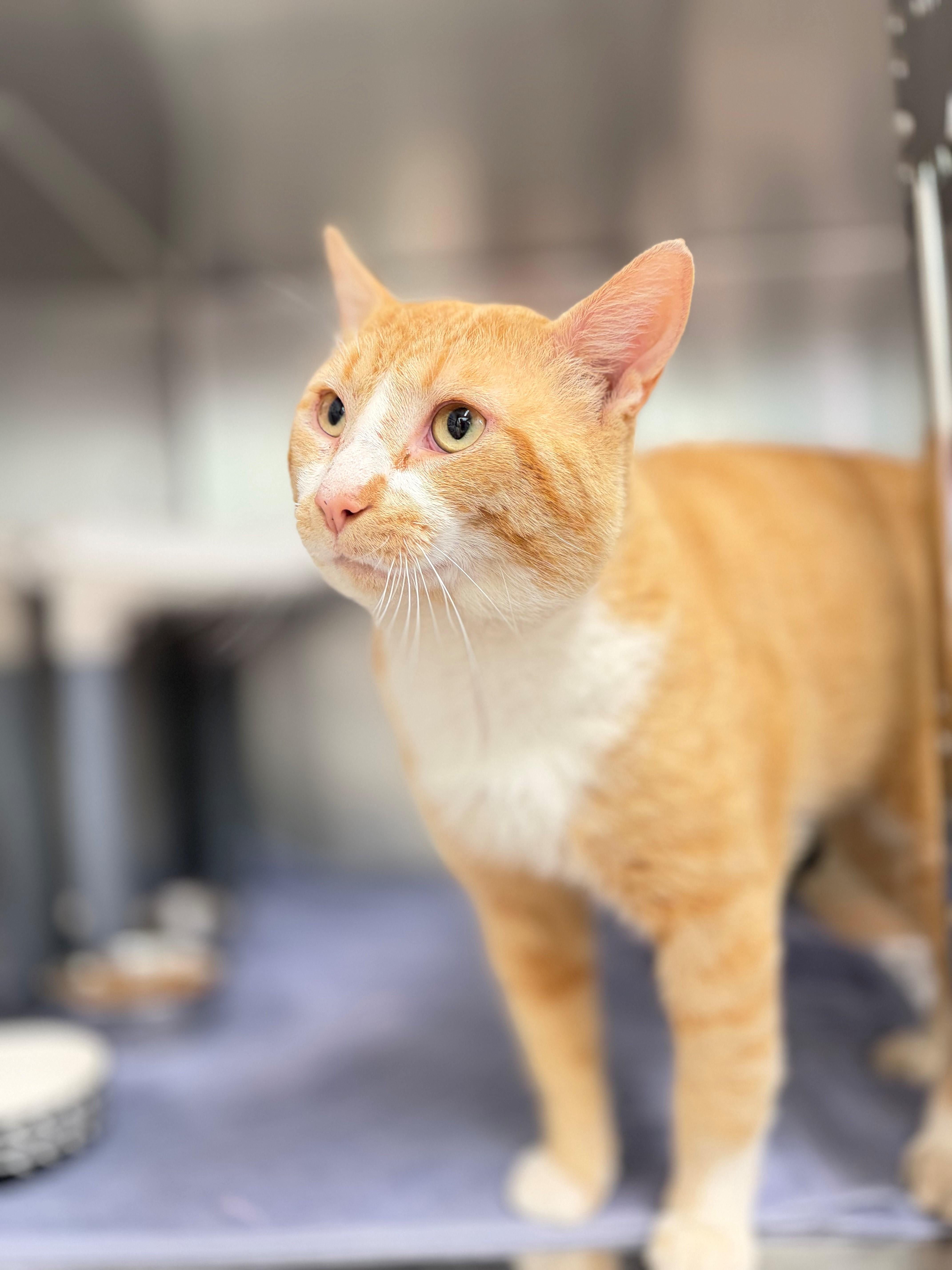 Enlarge Alphonso Davies, an adoptable Domestic Short Hair in Hamilton, ON image 2/3