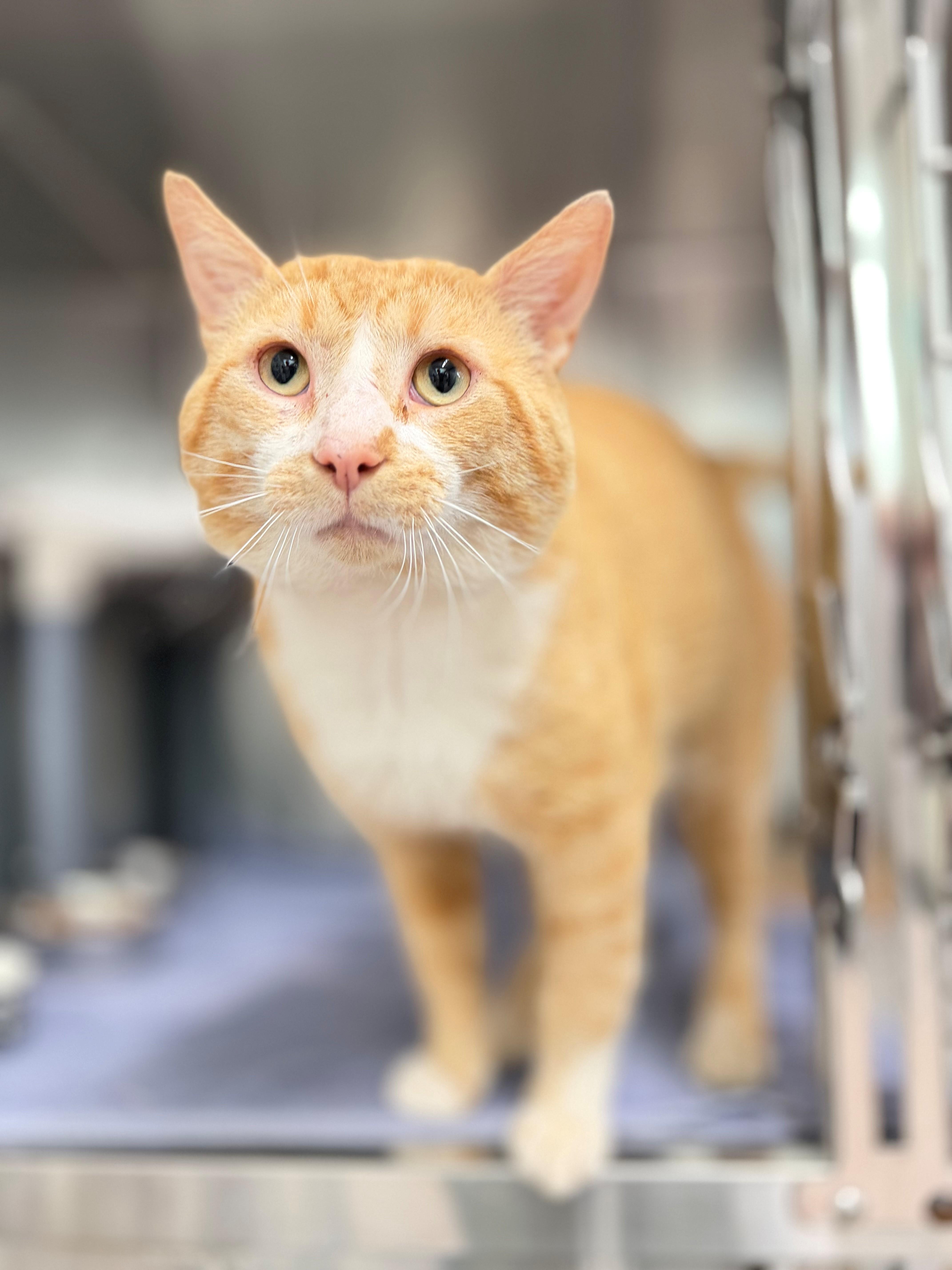 Enlarge Alphonso Davies, an adoptable Domestic Short Hair in Hamilton, ON image 3/3