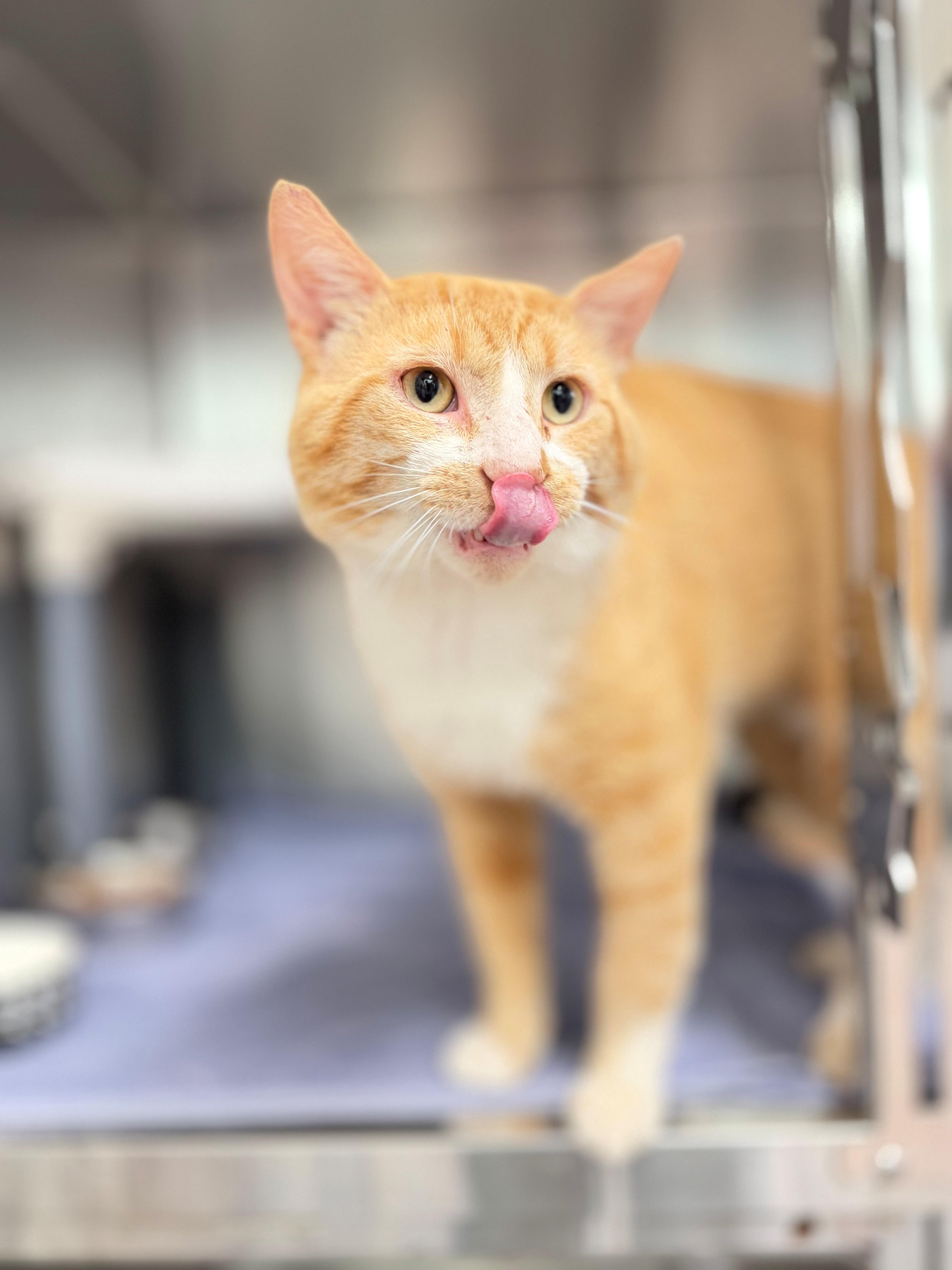 Enlarge Alphonso Davies, an adoptable Domestic Short Hair in Hamilton, ON image 1/3