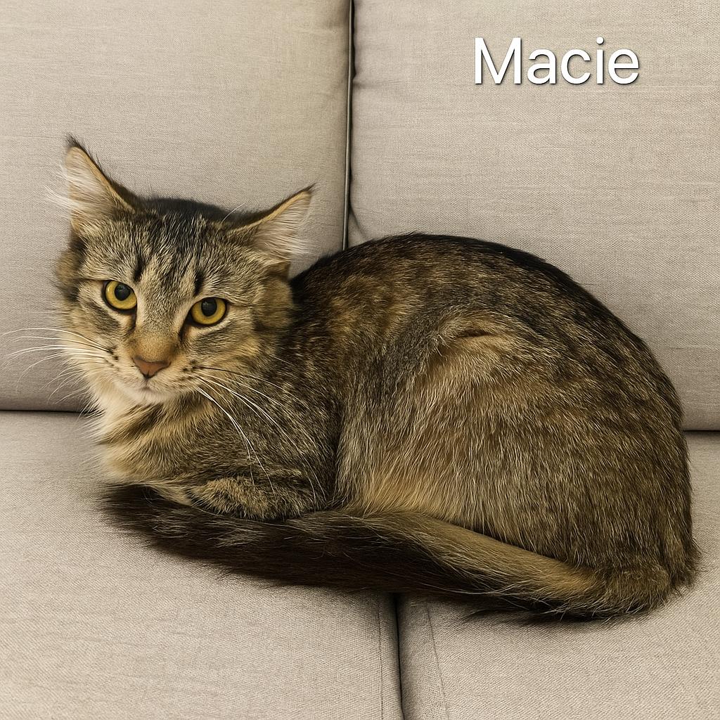 Macie, a Adoptable Domestic Medium Hair in Sedalia, MO image 1/2