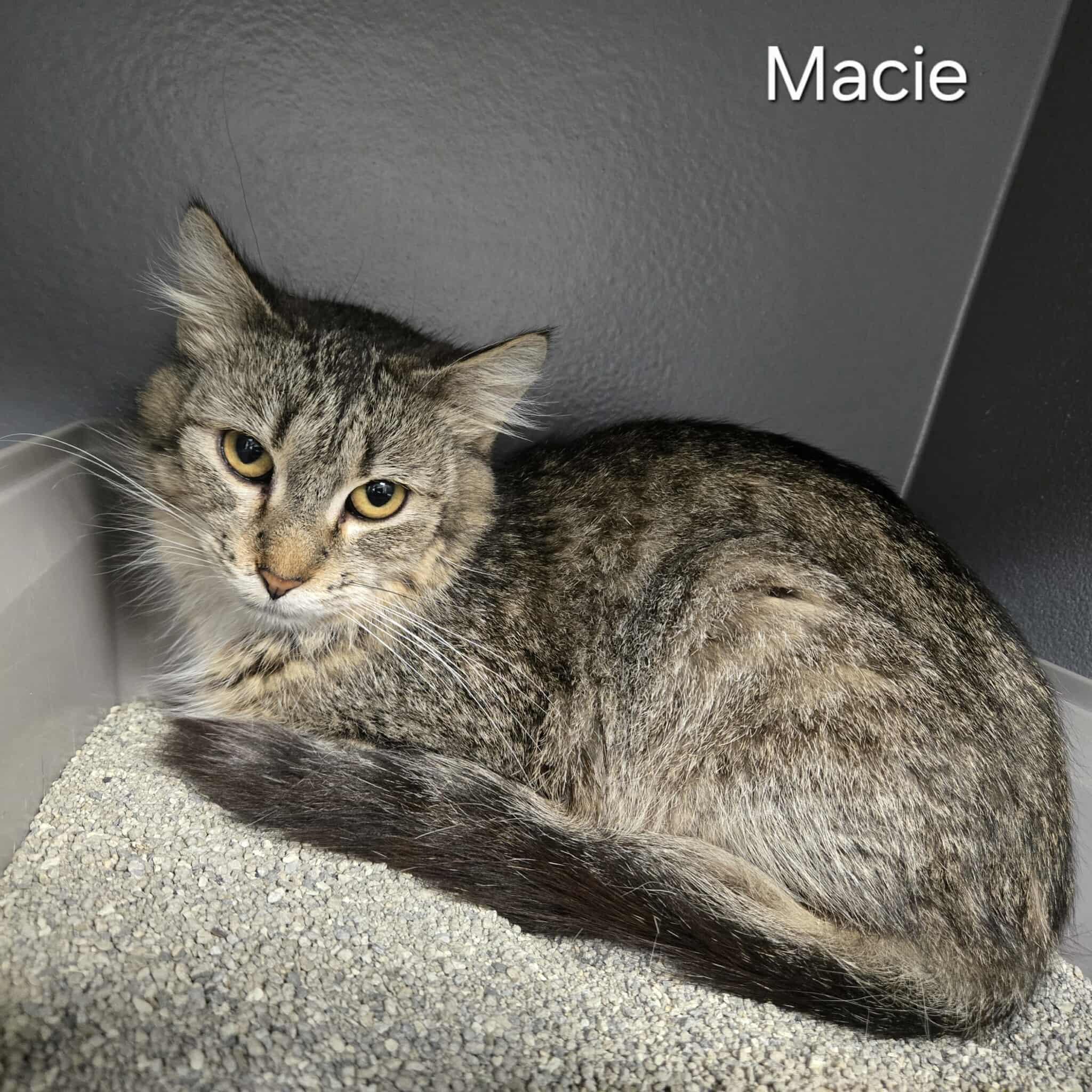 Macie, Adult Female Domestic Medium Hair