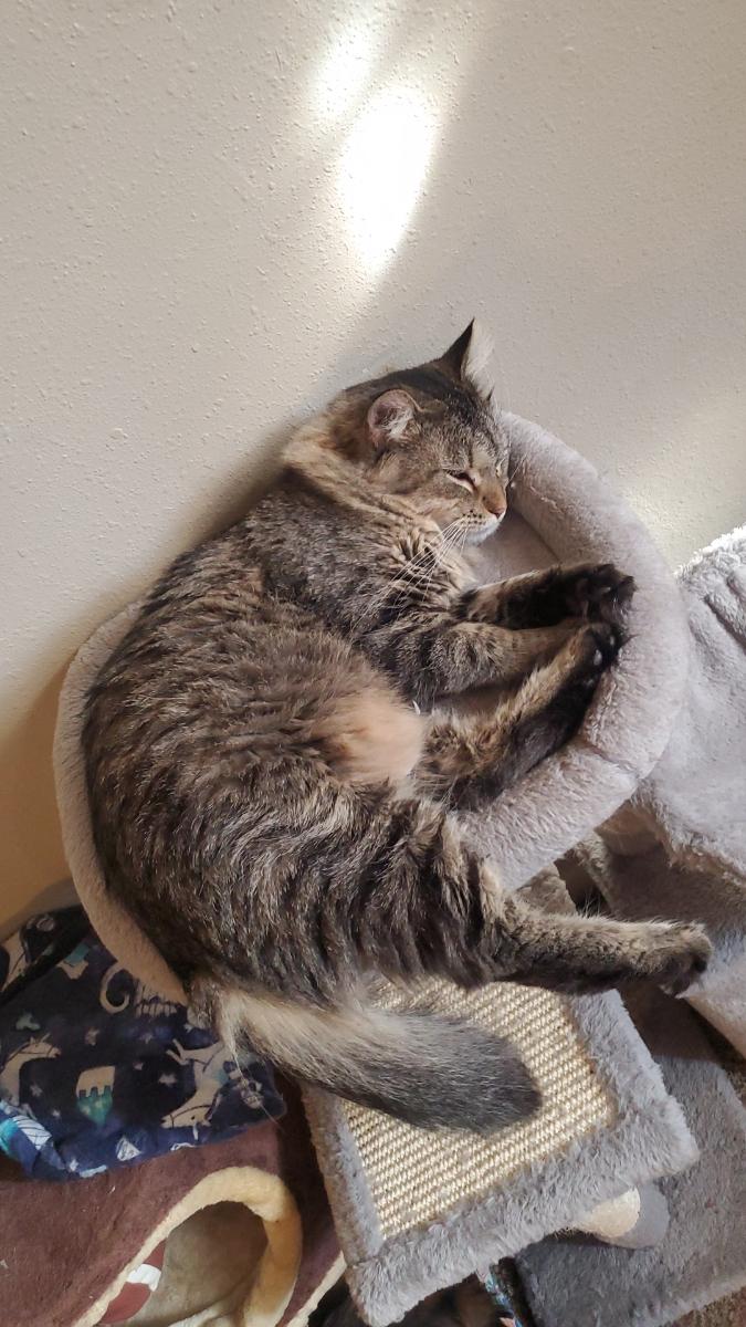 Macie, a Adoptable Domestic Medium Hair in Sedalia, MO image 2/2