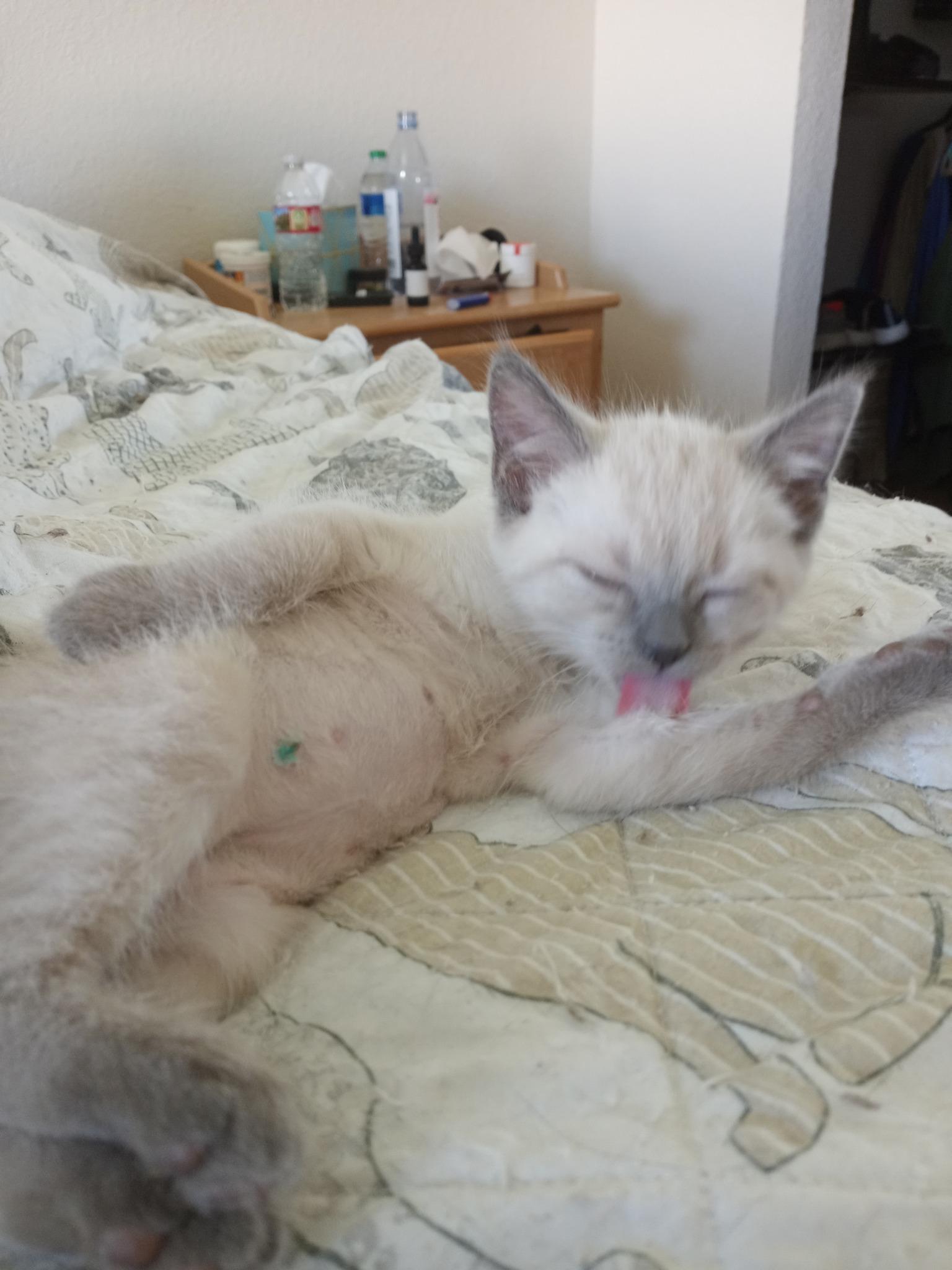 Enlarge Junipurr AKA Juni and Juni Juni, a Adopted mixed breed in Las Vegas, NV image 9/10