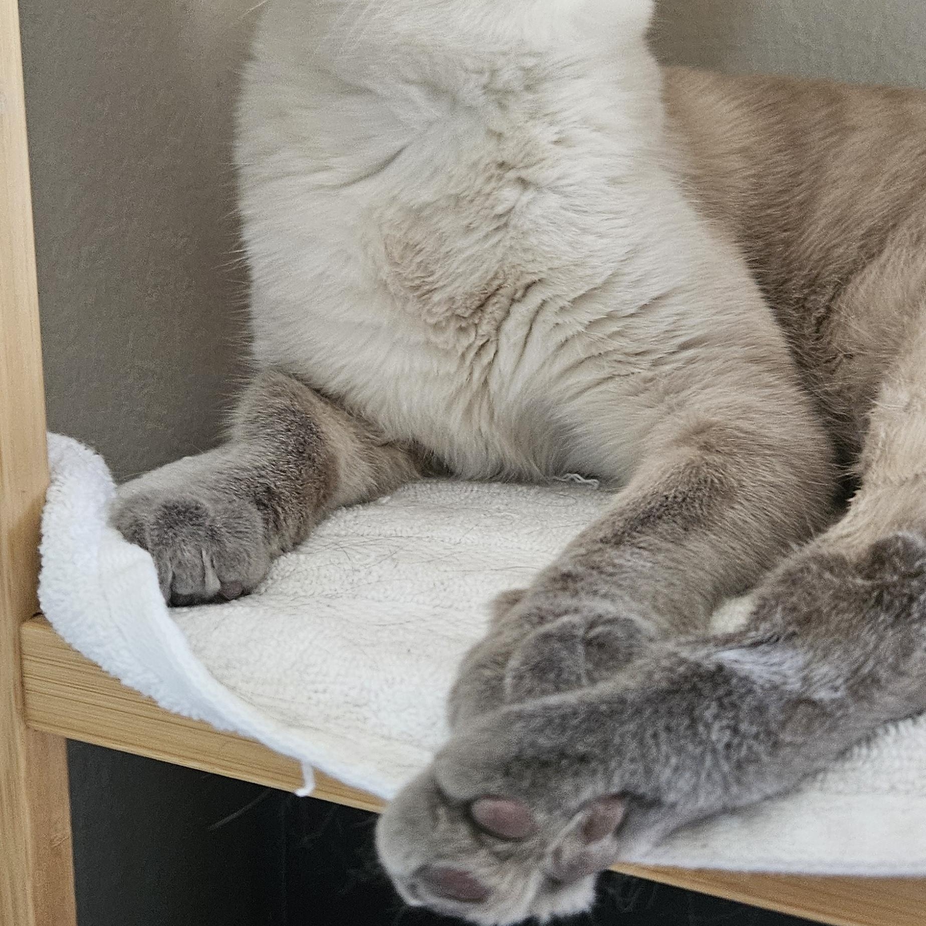 Junipurr AKA Juni and Juni Juni, a Adopted mixed breed in Las Vegas, NV image 2/10