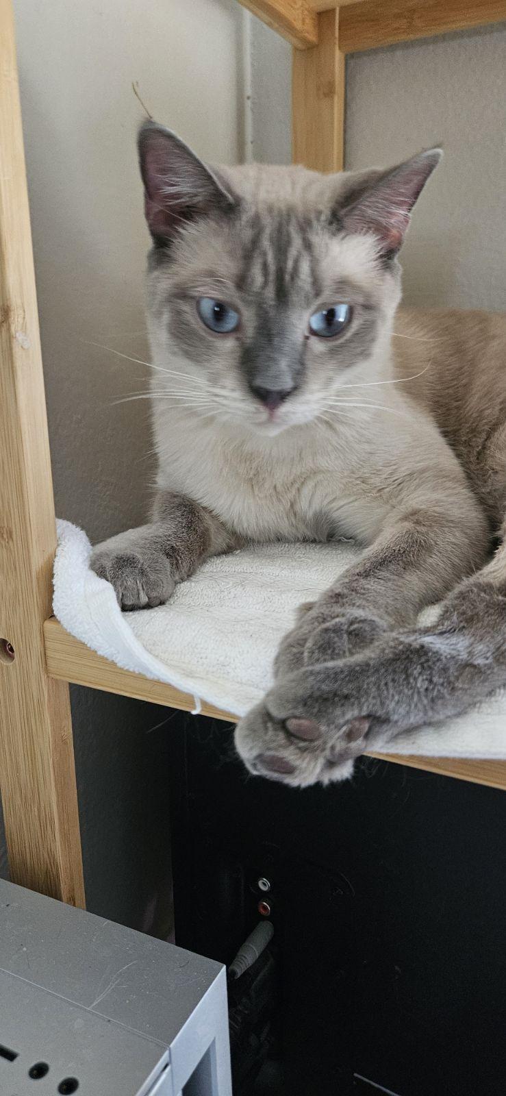 Junipurr AKA Juni and Juni Juni, a Adopted mixed breed in Las Vegas, NV image 3/10