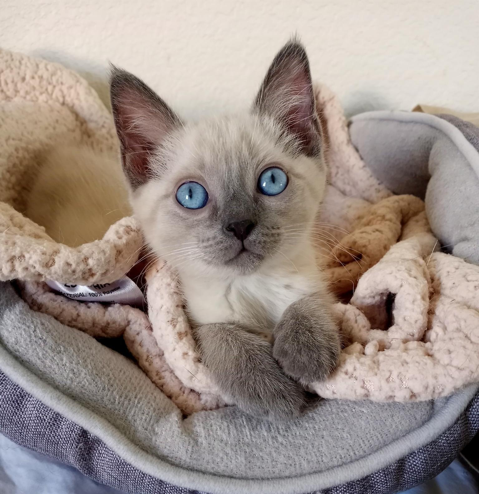 Enlarge Junipurr AKA Juni and Juni Juni, a Adopted mixed breed in Las Vegas, NV image 10/10