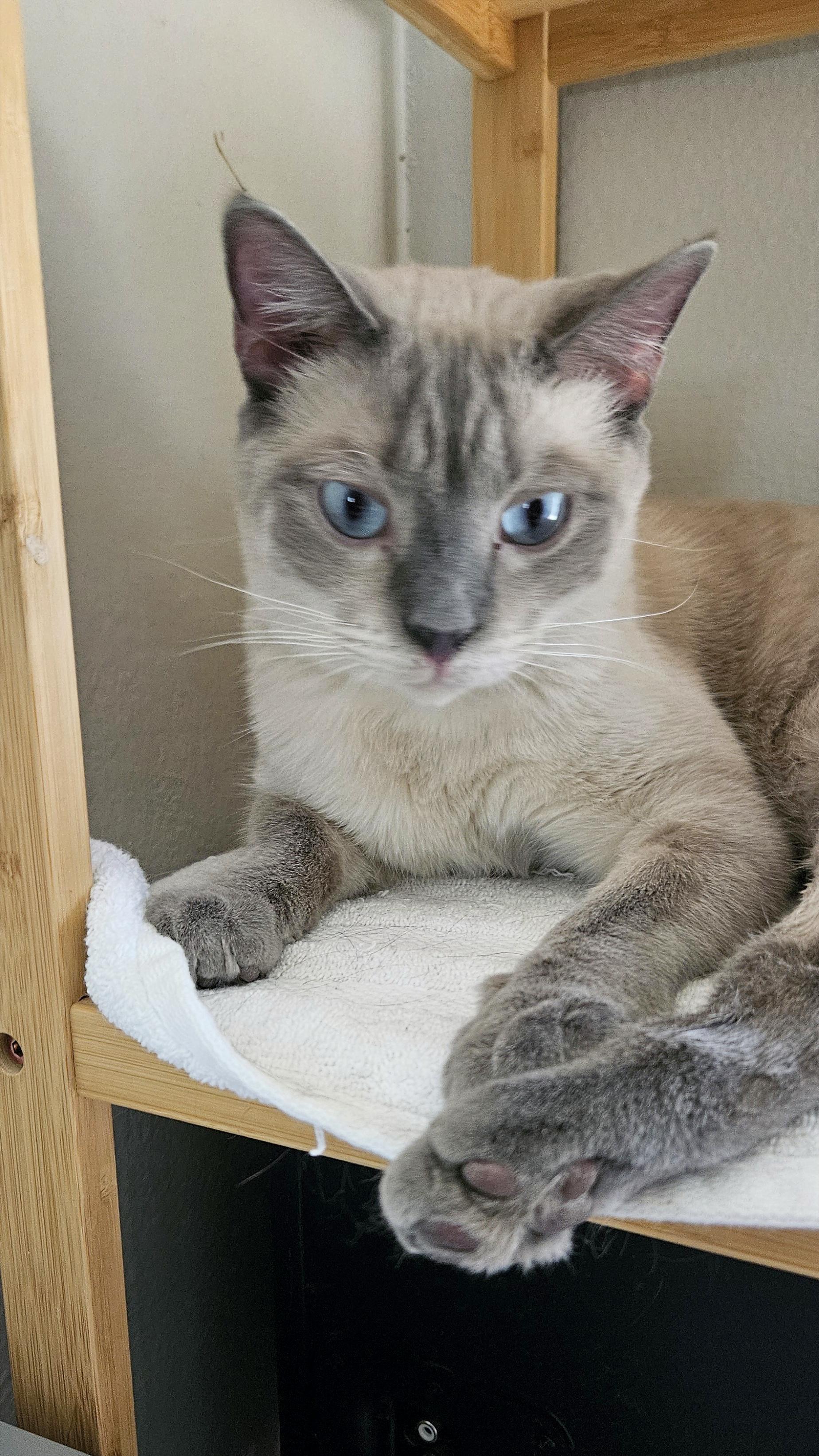 Junipurr AKA Juni and Juni Juni, a Adopted mixed breed in Las Vegas, NV image 4/10