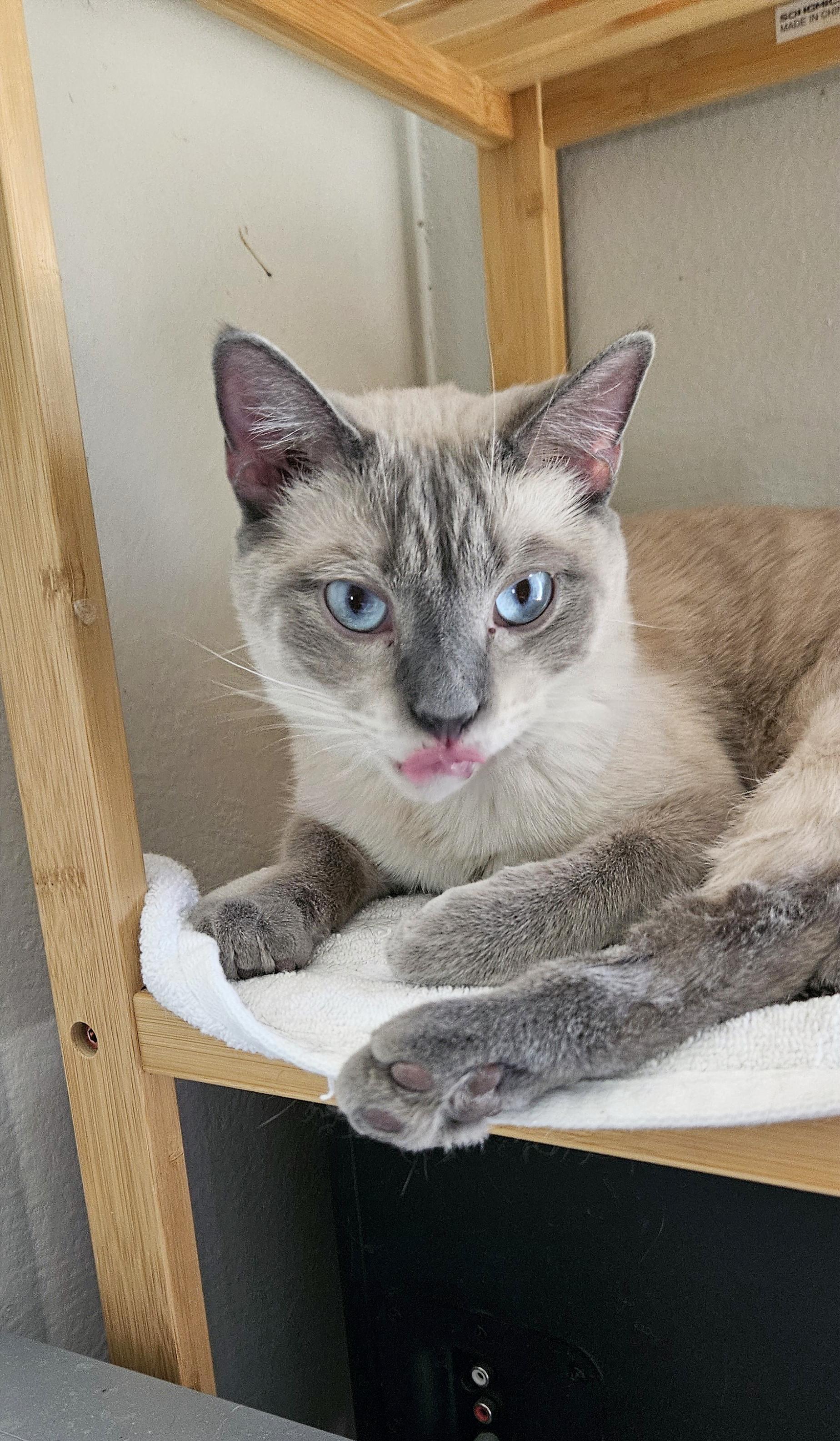 Junipurr AKA Juni and Juni Juni, a Adopted mixed breed in Las Vegas, NV image 5/10