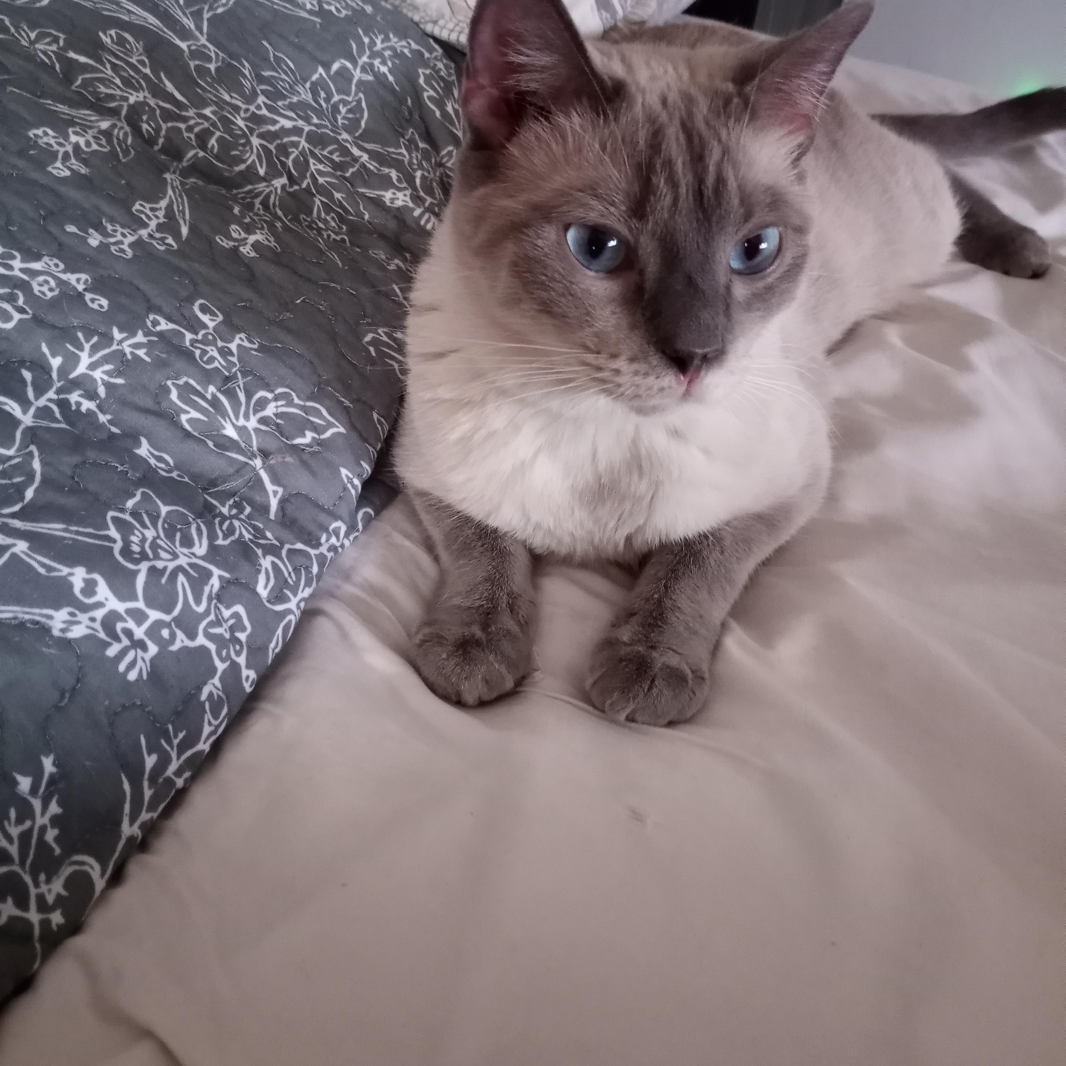 Enlarge Junipurr AKA Juni and Juni Juni, a Adopted mixed breed in Las Vegas, NV image 7/10