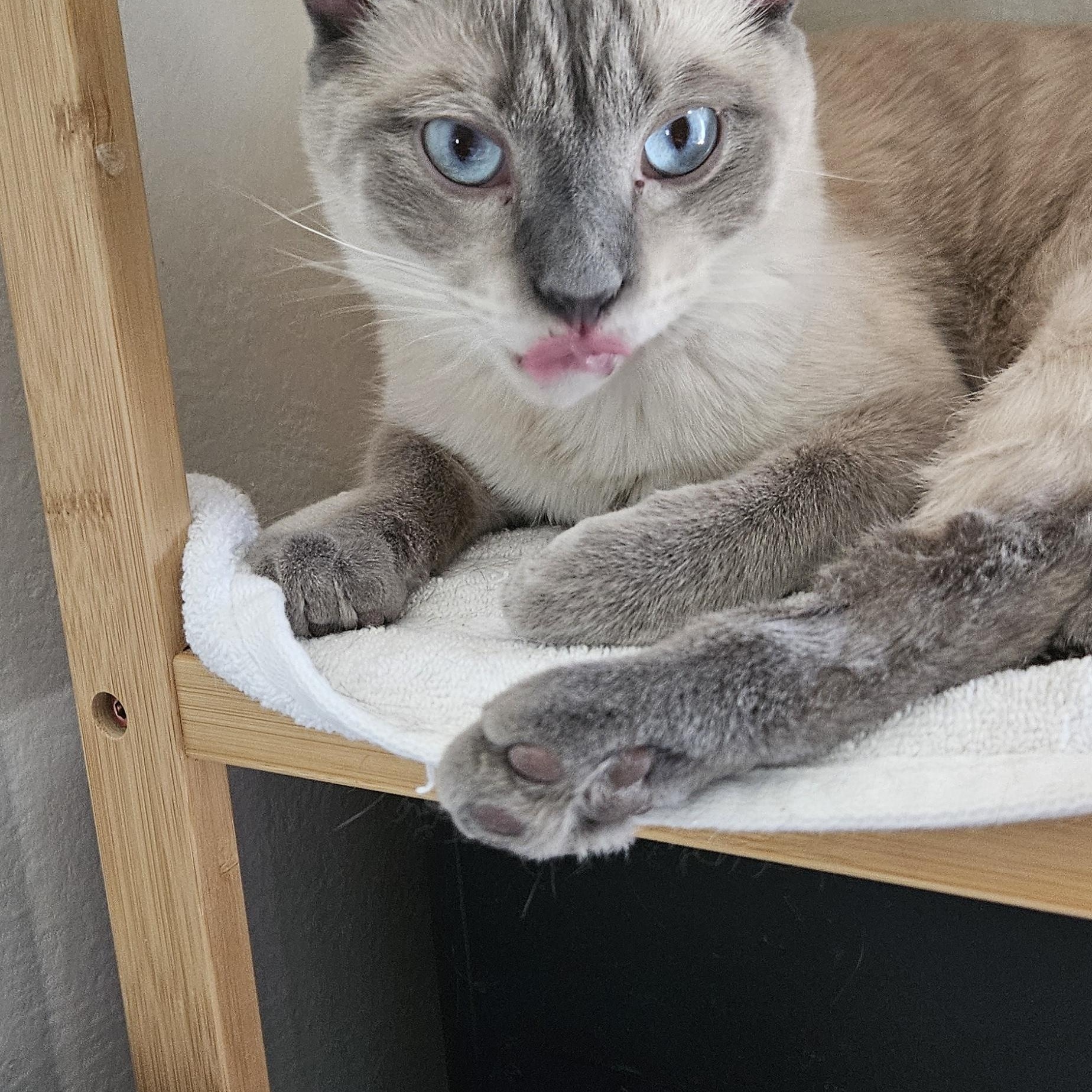 Enlarge Junipurr AKA Juni and Juni Juni, a Adopted mixed breed in Las Vegas, NV image 8/10