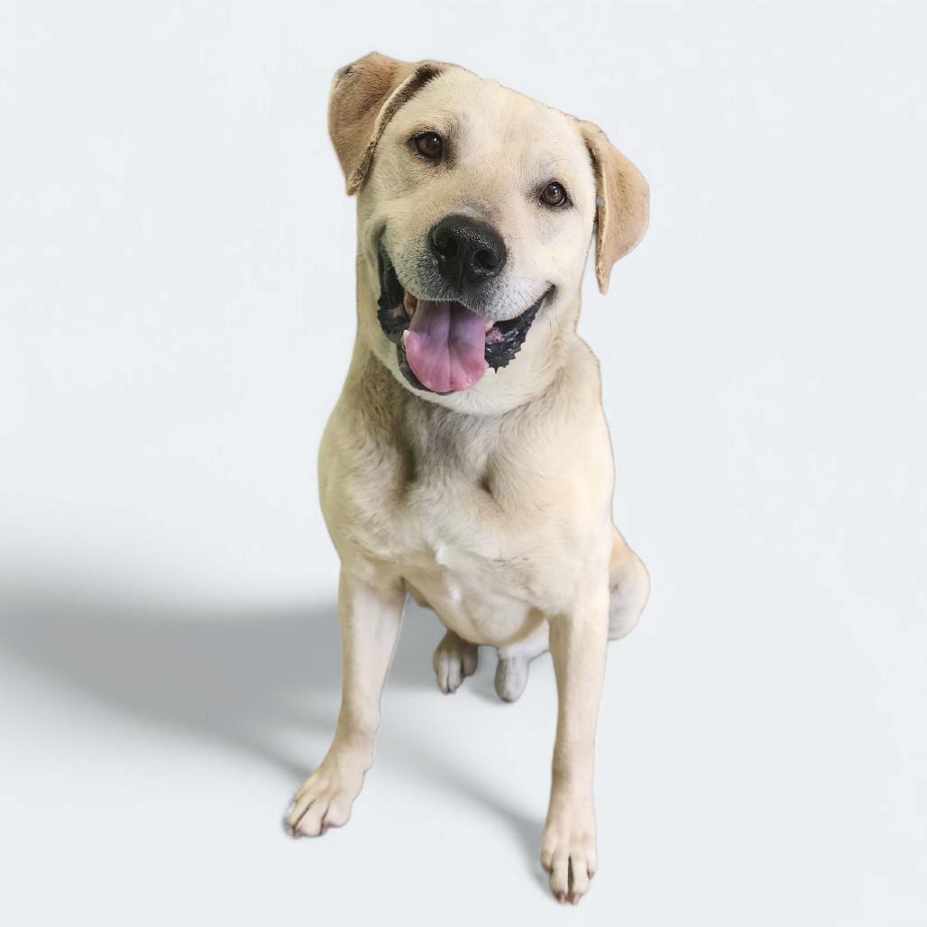 Bruno, Adoptable, Senior Male Yellow Labrador Retriever.