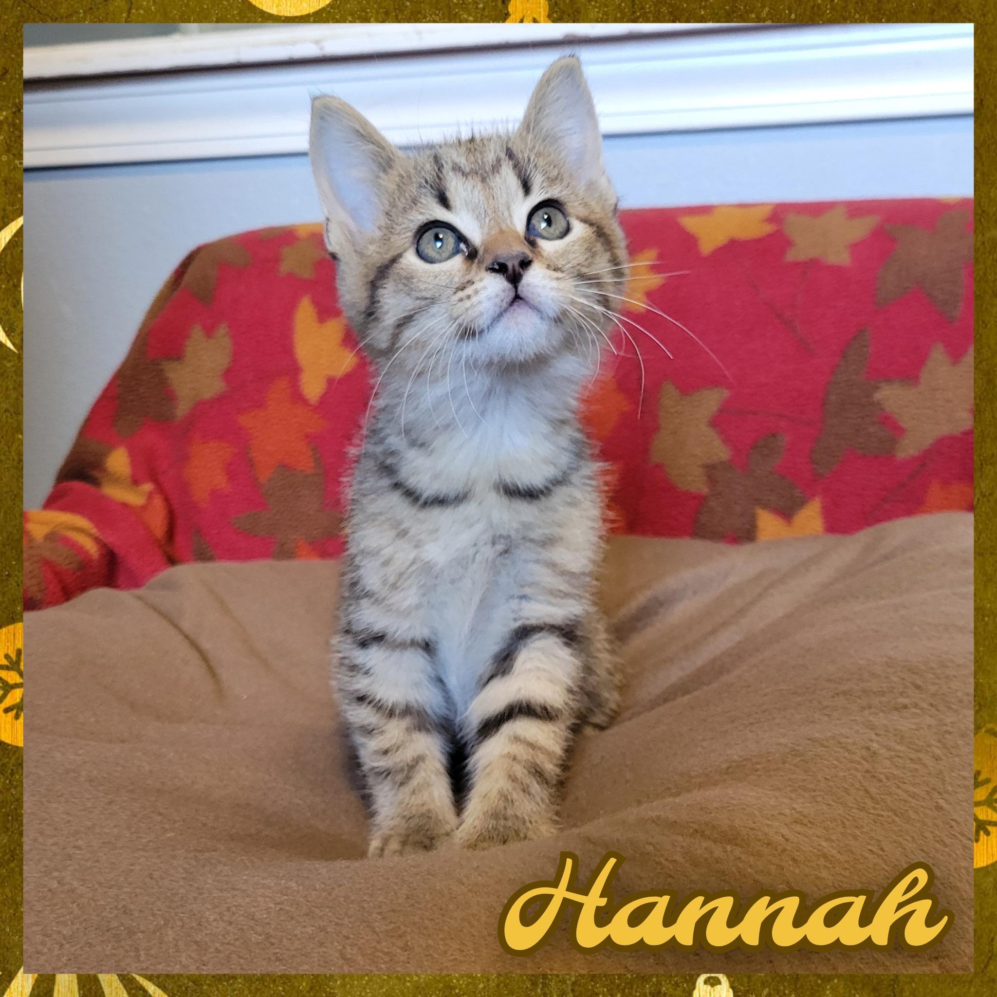 Hannah, ADOPTABLE, Kitten Female Domestic Short Hair.