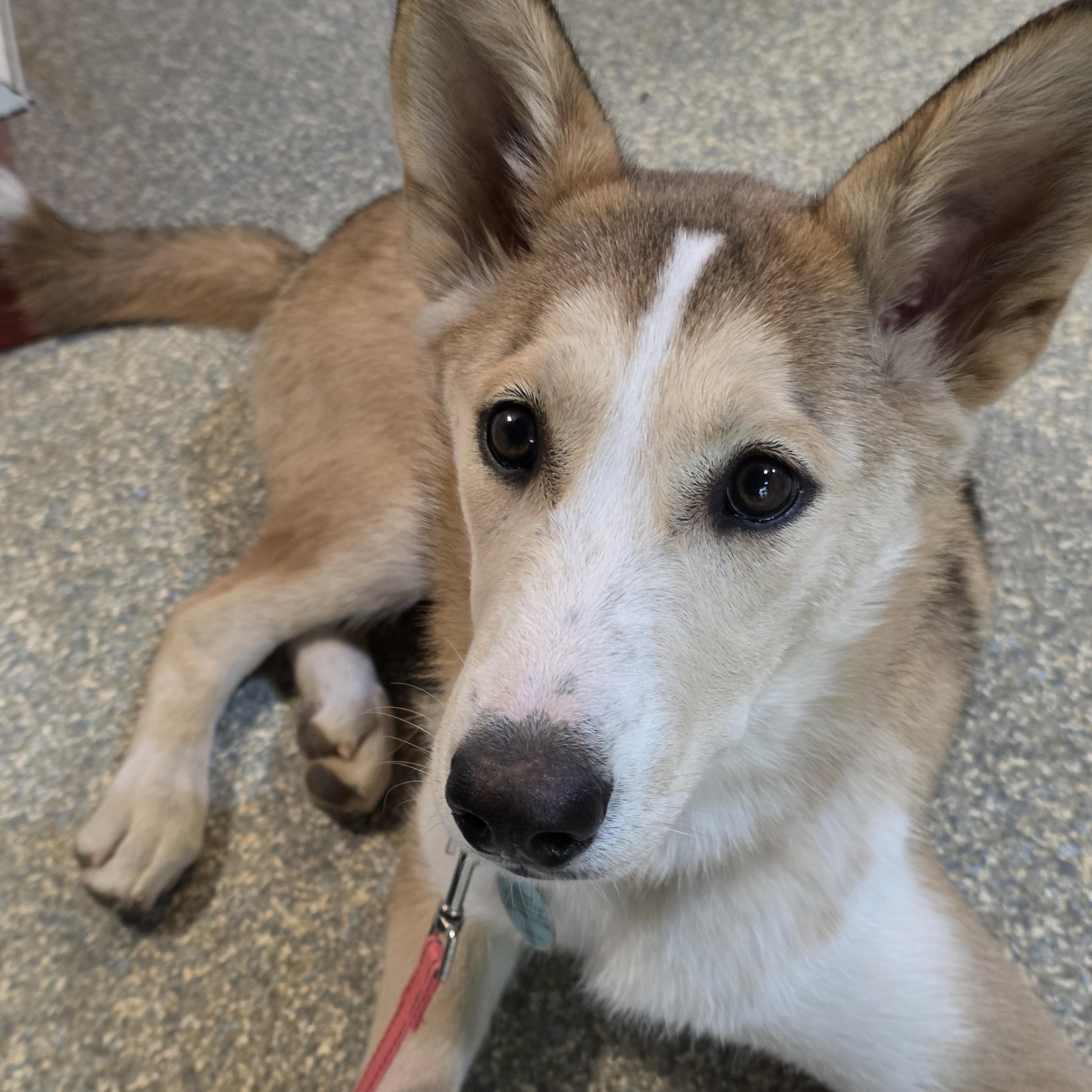 Enlarge Darbie, a Adopted Siberian Husky in Phoenix, AZ image 1/5