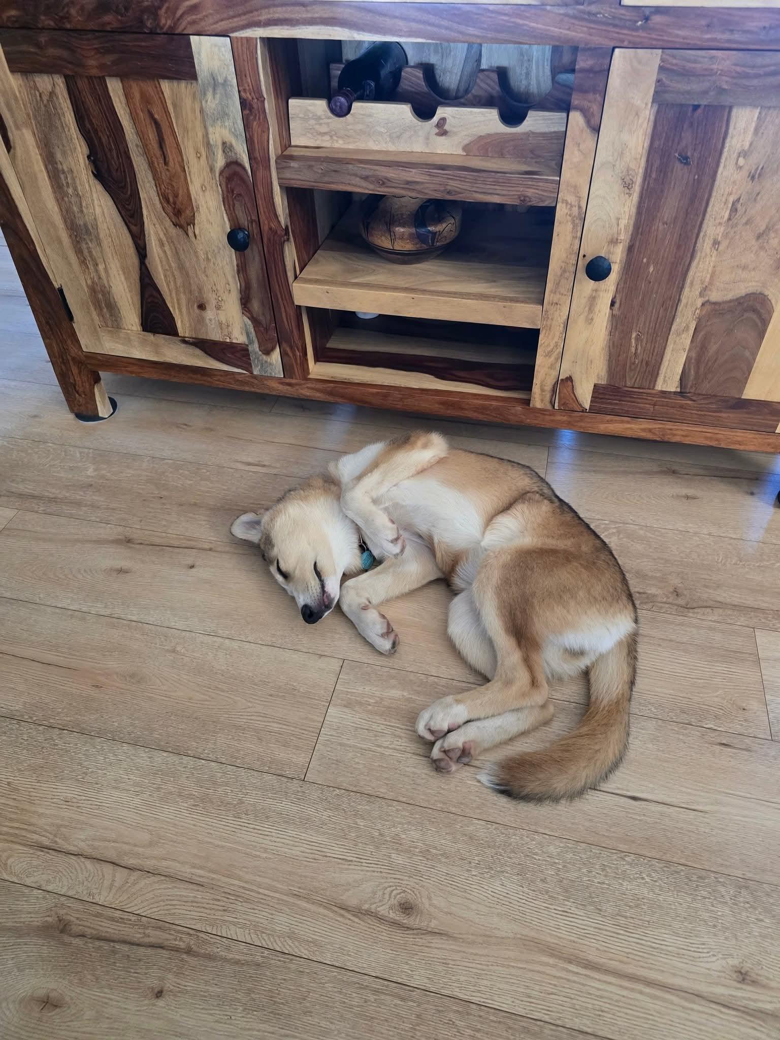 Enlarge Darbie, a Adopted Siberian Husky in Phoenix, AZ image 2/5