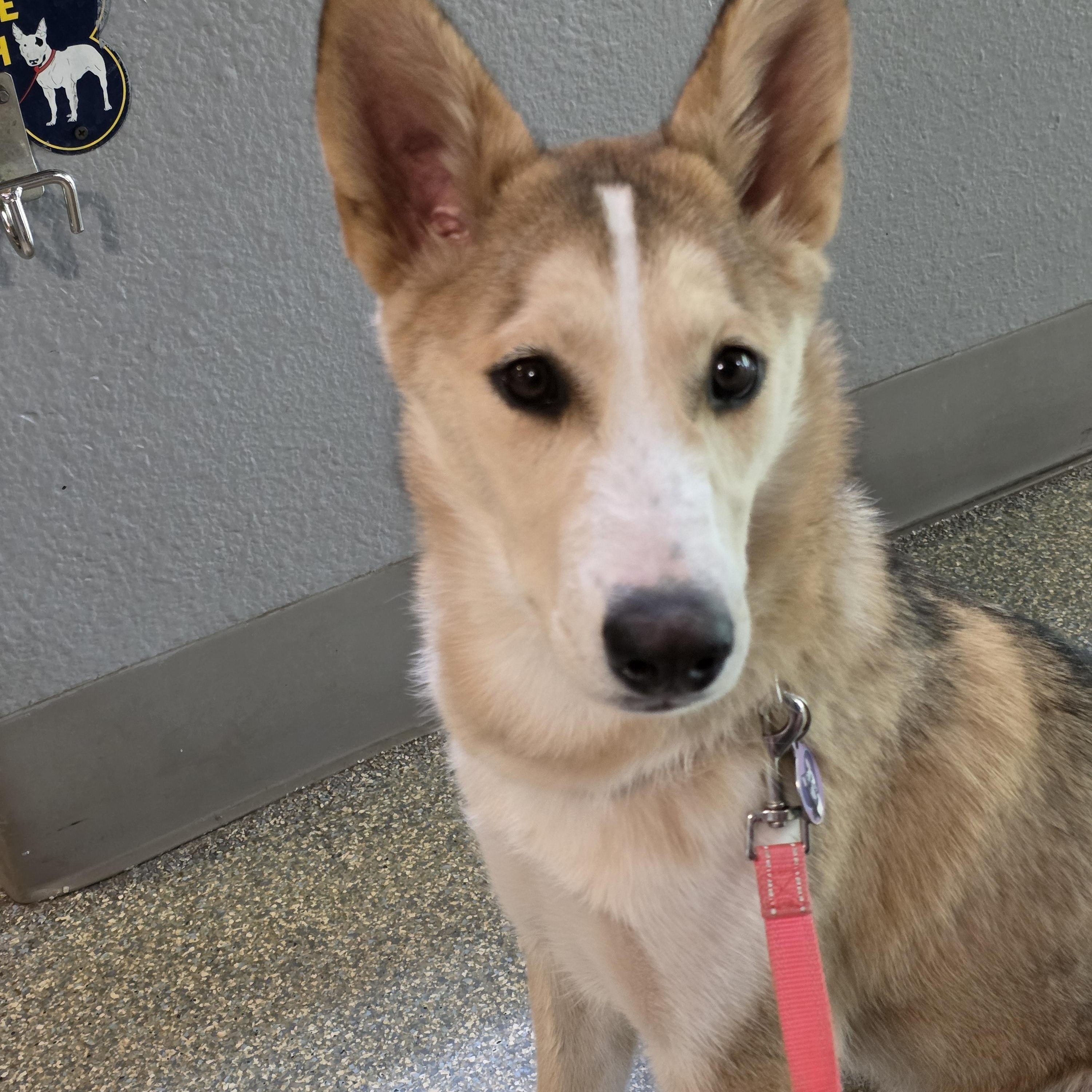 Enlarge Darbie, a Adopted Siberian Husky in Phoenix, AZ image 3/5