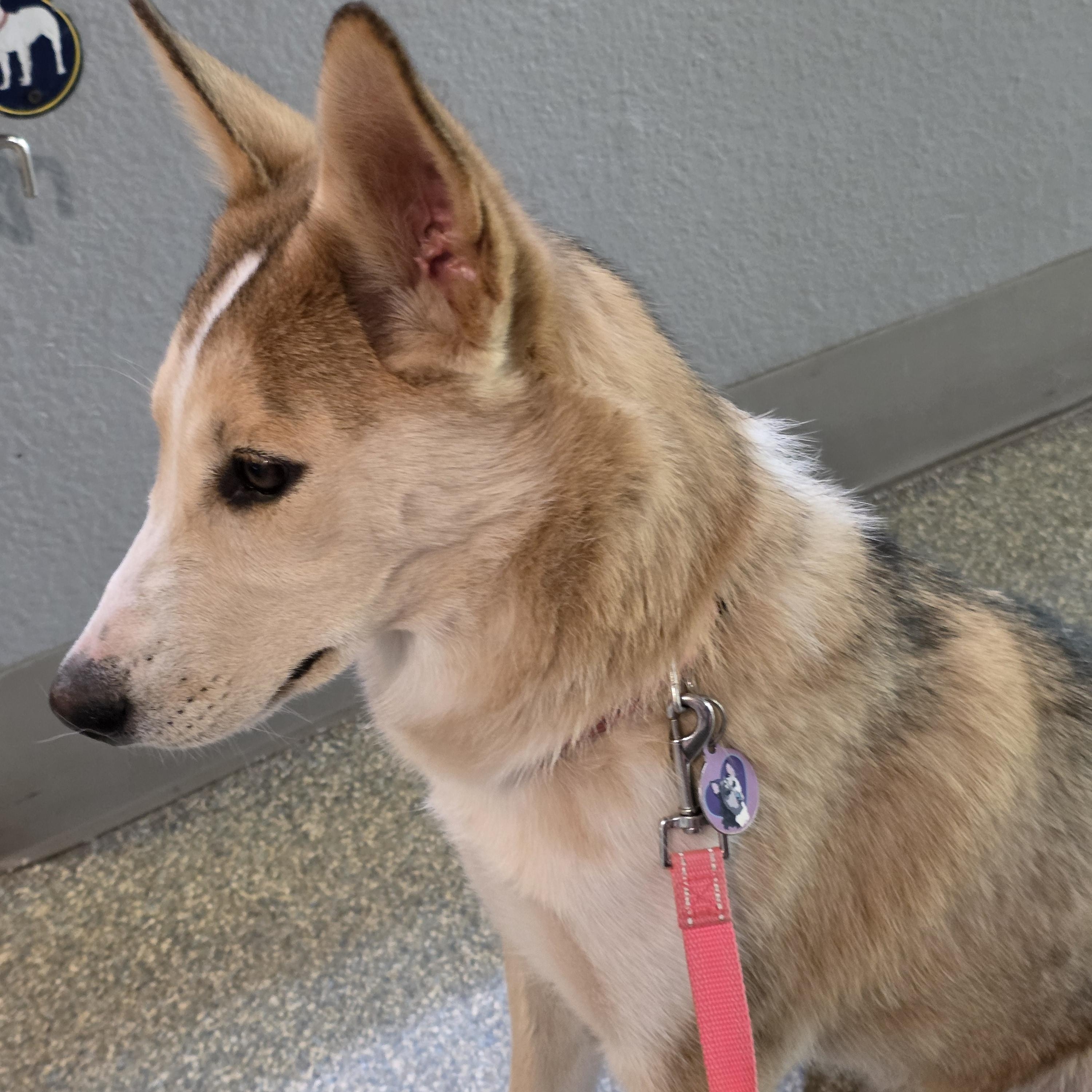 Enlarge Darbie, a Adopted Siberian Husky in Phoenix, AZ image 4/5