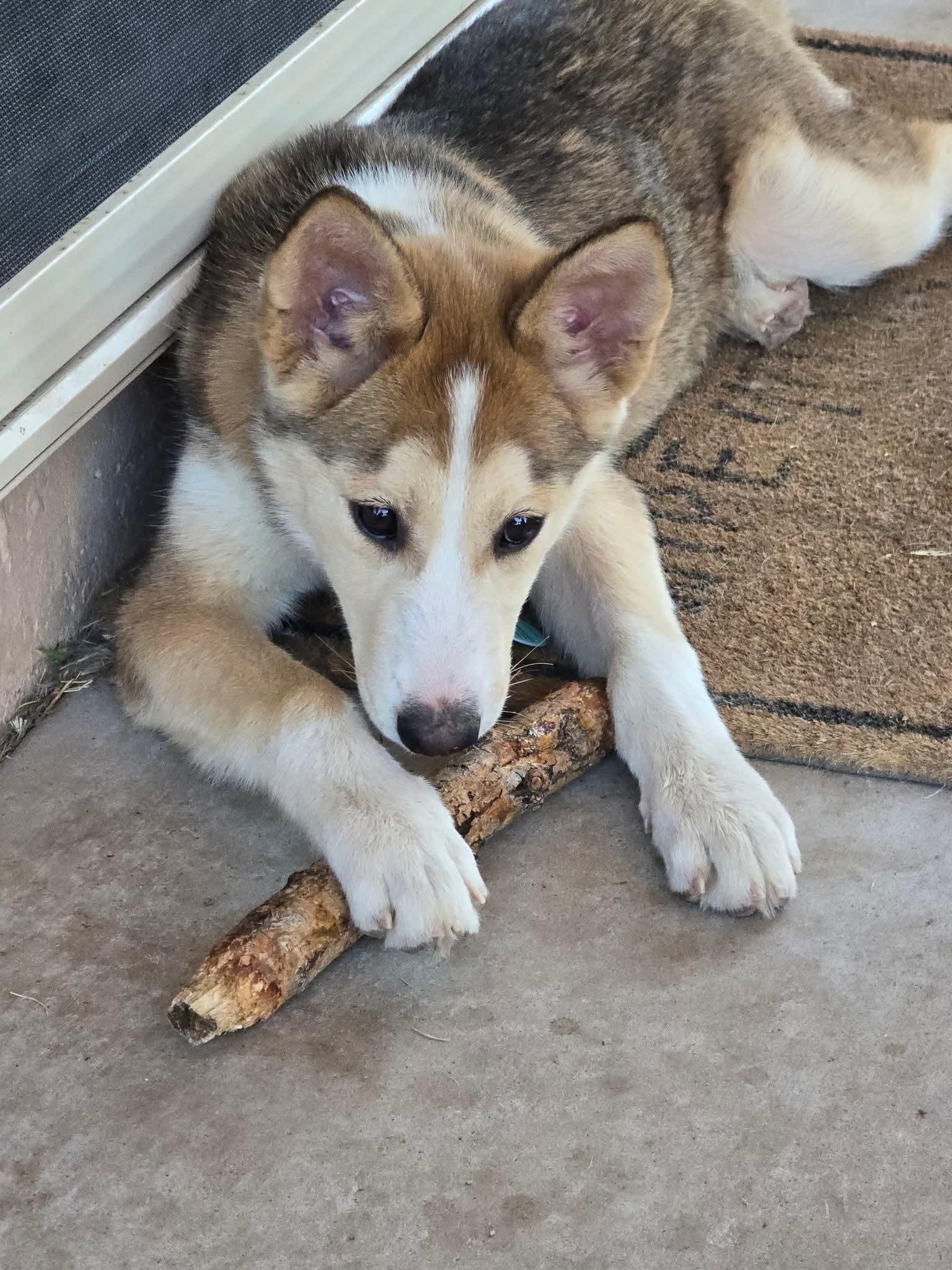 Enlarge Darbie, a Adopted Siberian Husky in Phoenix, AZ image 5/5