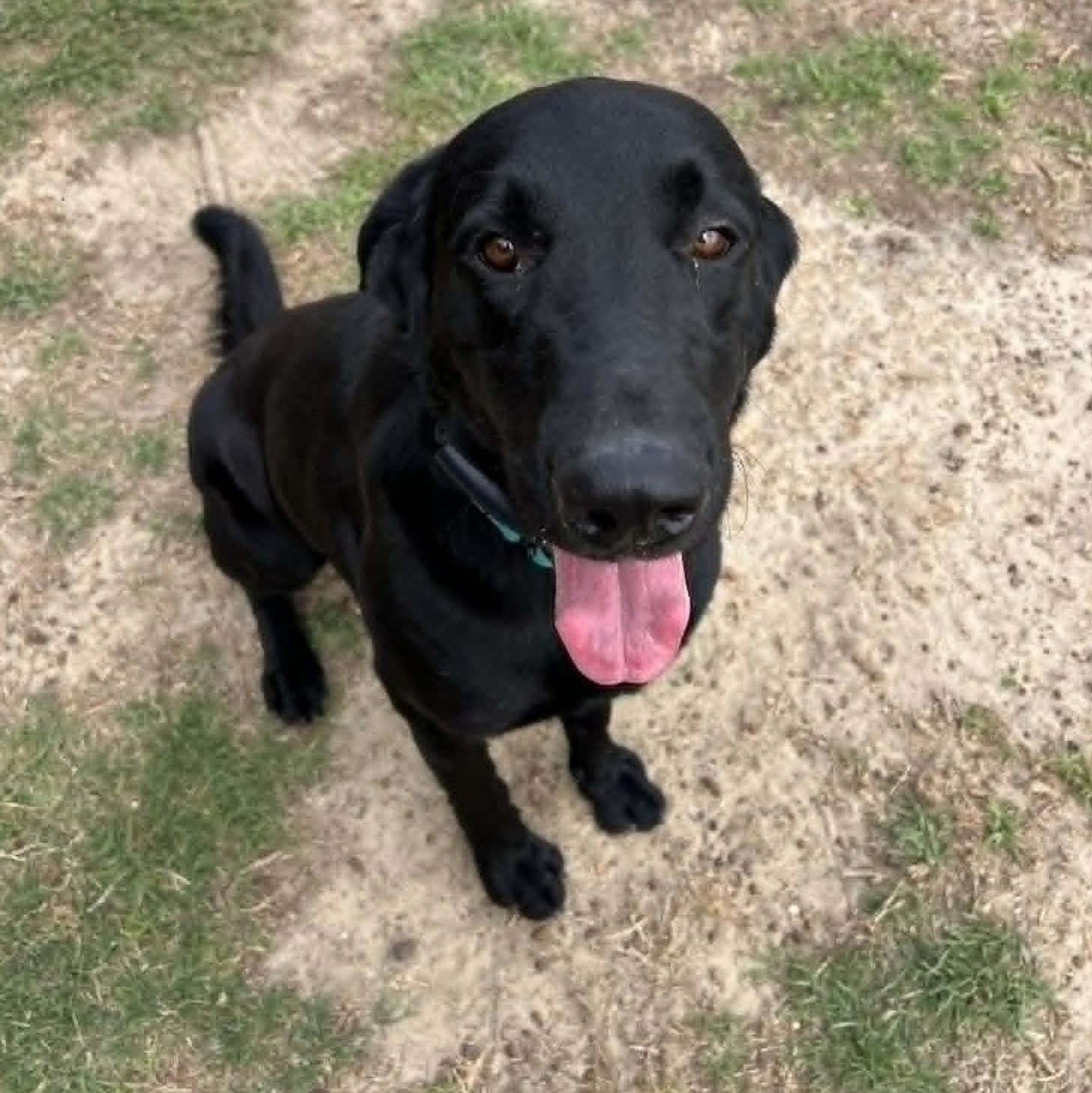 Enlarge Flaco, a ADOPTABLE Black Labrador Retriever in Brooklyn, NY image 1/2