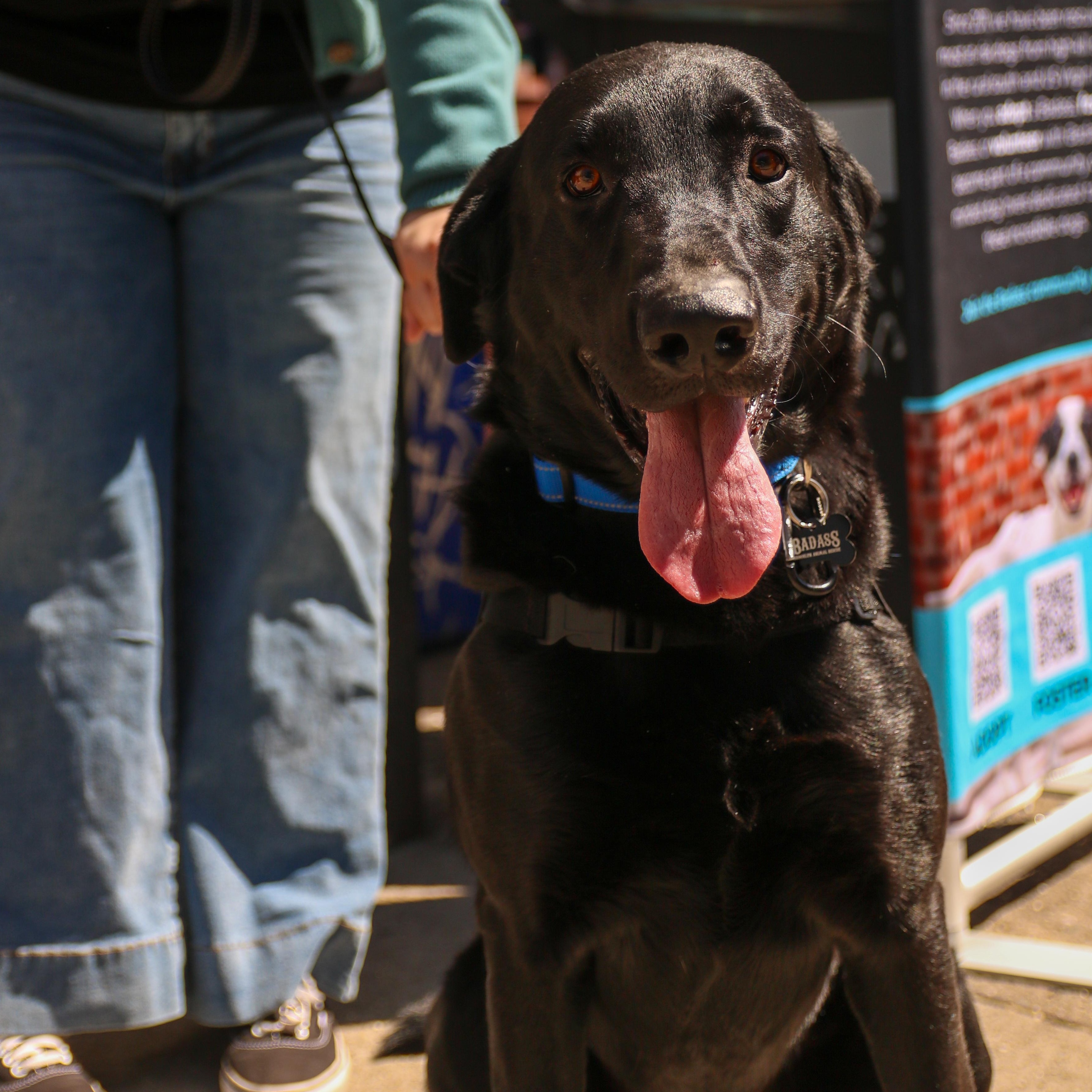 Flaco, ADOPTABLE, Young Male Black Labrador Retriever.