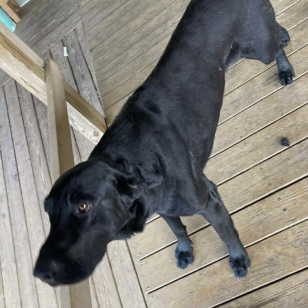 Enlarge Flaco, a ADOPTABLE Black Labrador Retriever in Brooklyn, NY image 2/2