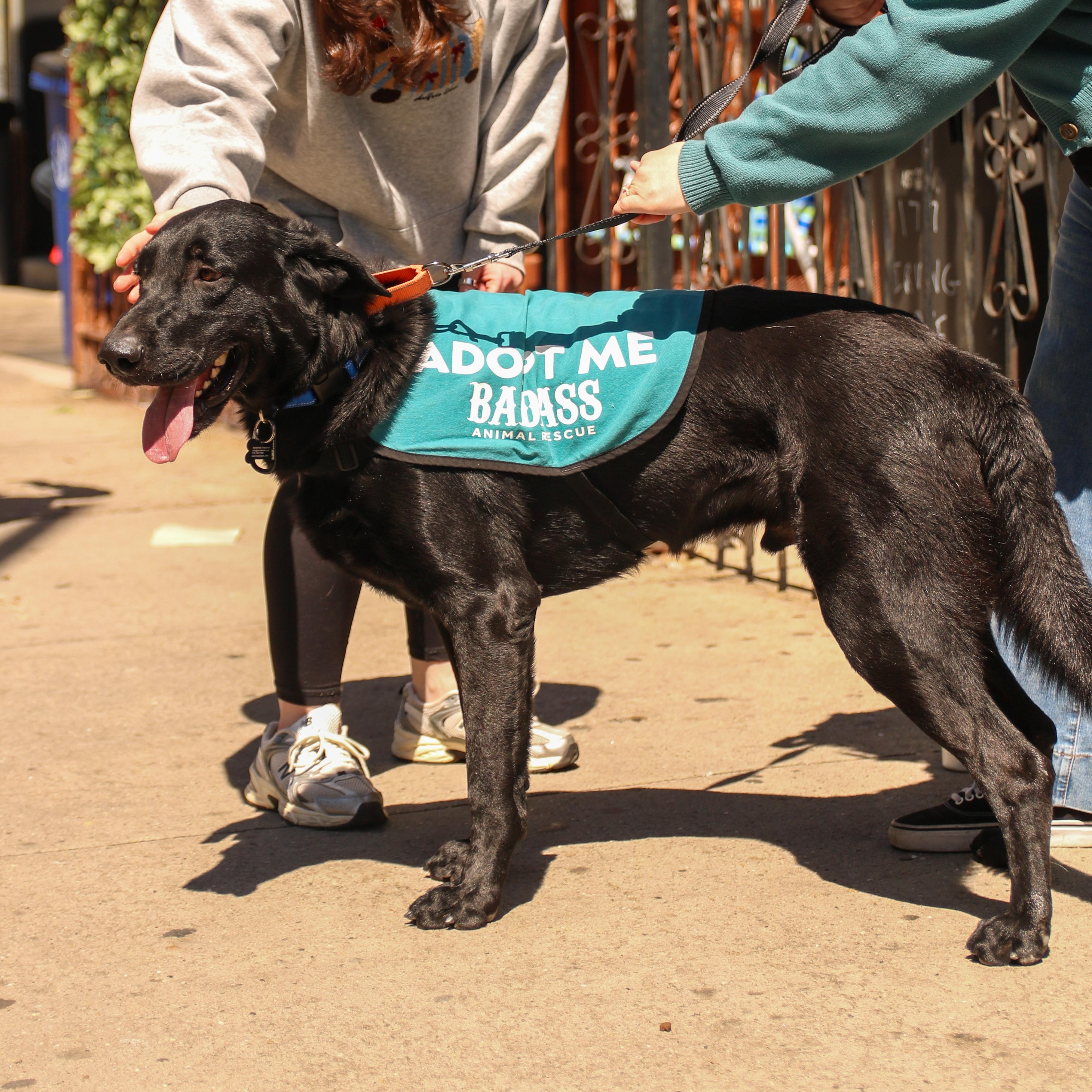 Enlarge Flaco, a ADOPTABLE Black Labrador Retriever in Brooklyn, NY image 2/4