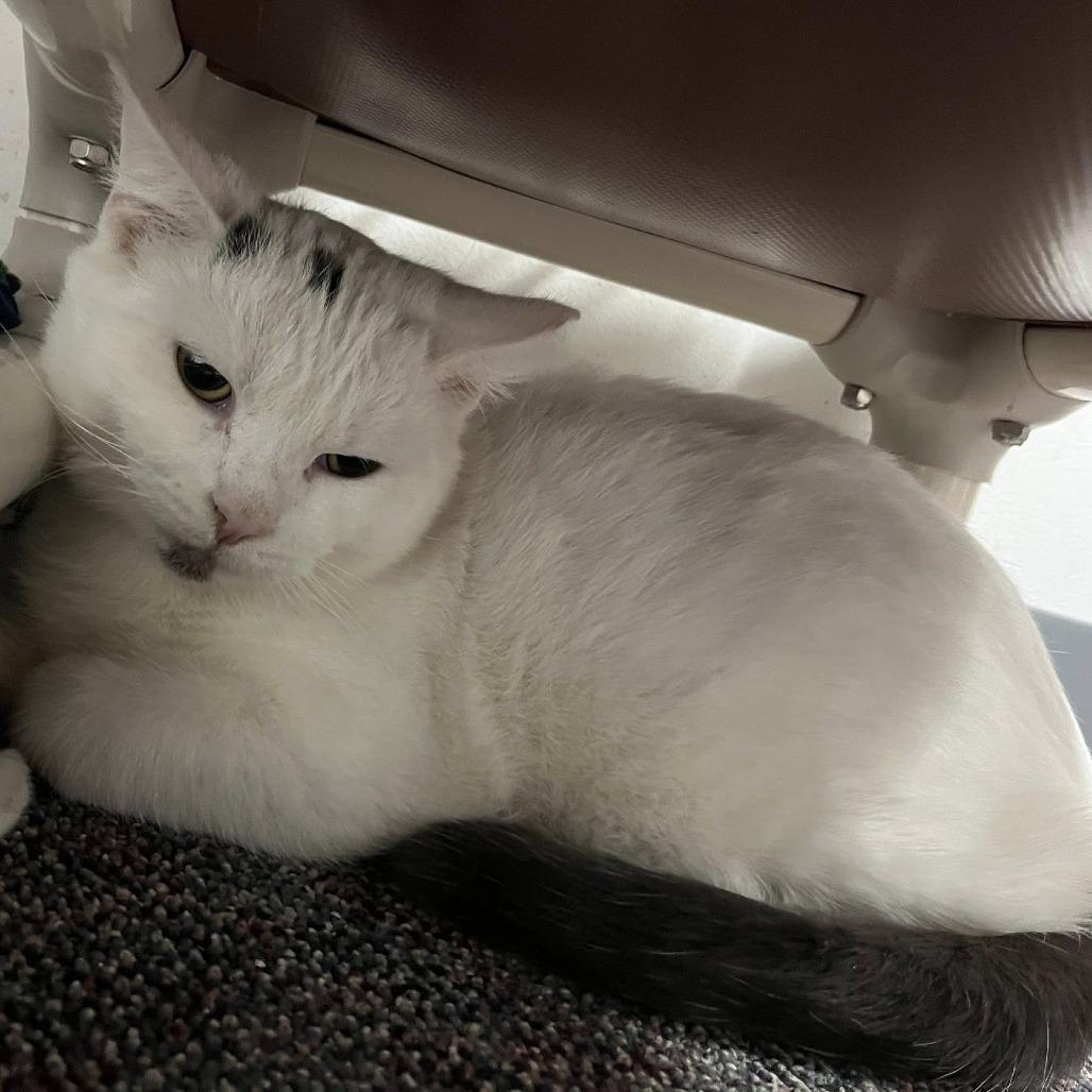 Wren, Adoptable, Adult Male Domestic Short Hair.