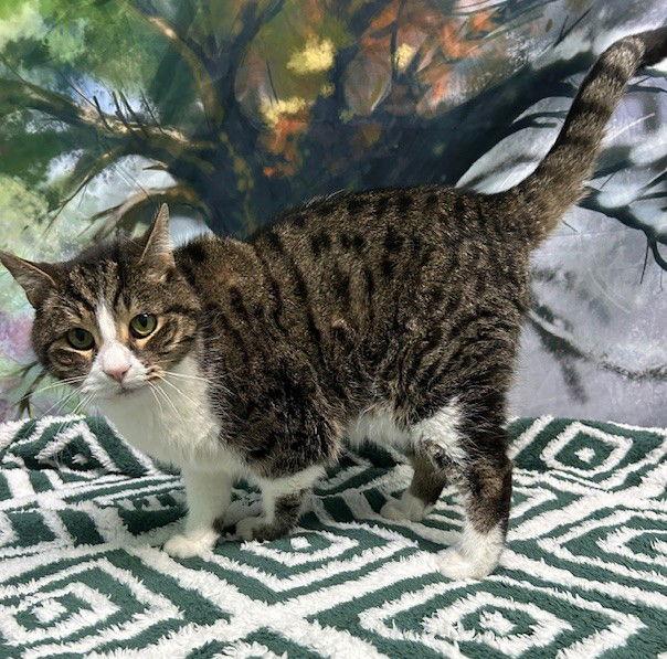 251705 Aubie — thumbnail 2