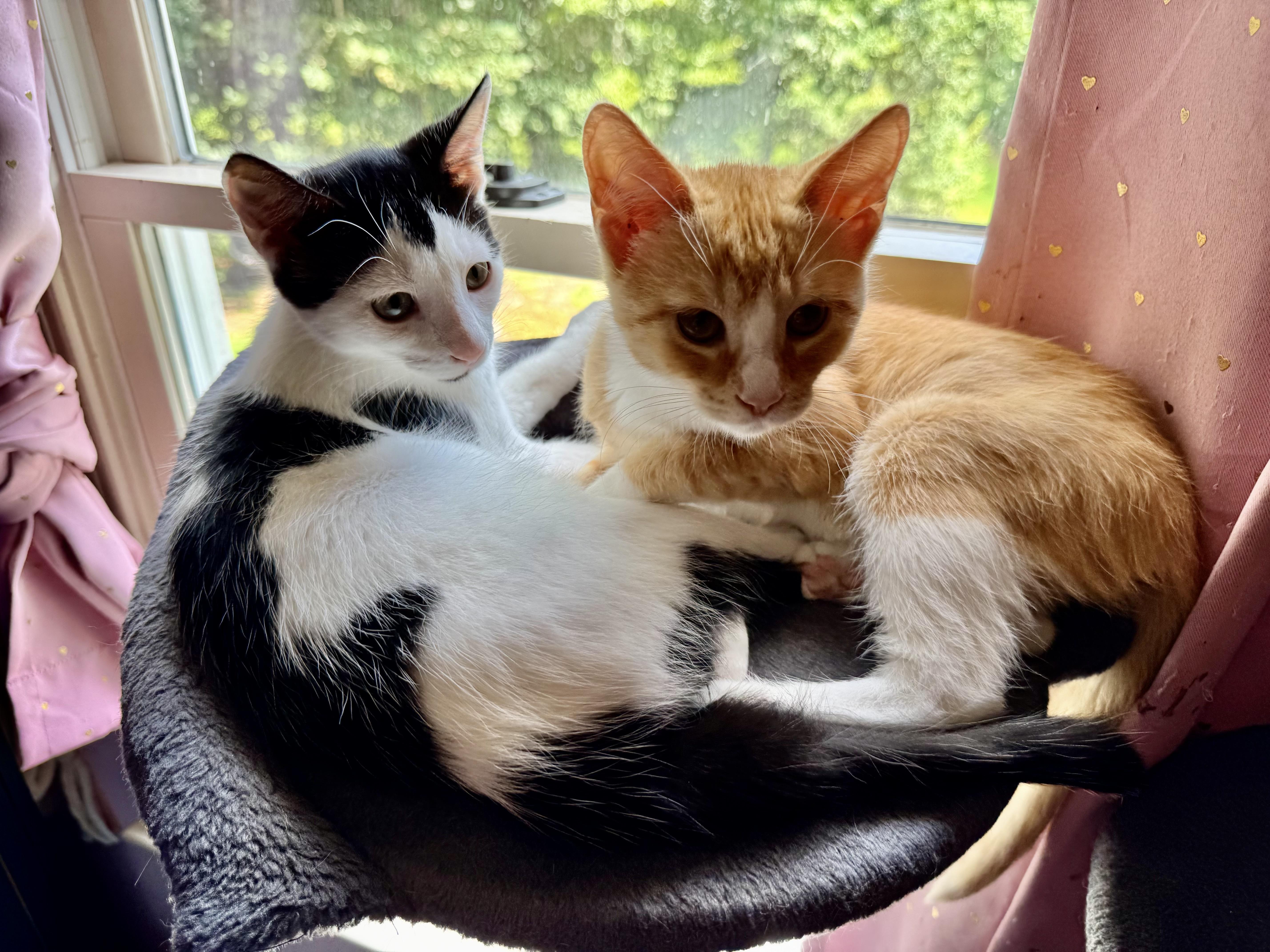 Pinto, ADOPTABLE, Kitten Male American Shorthair.