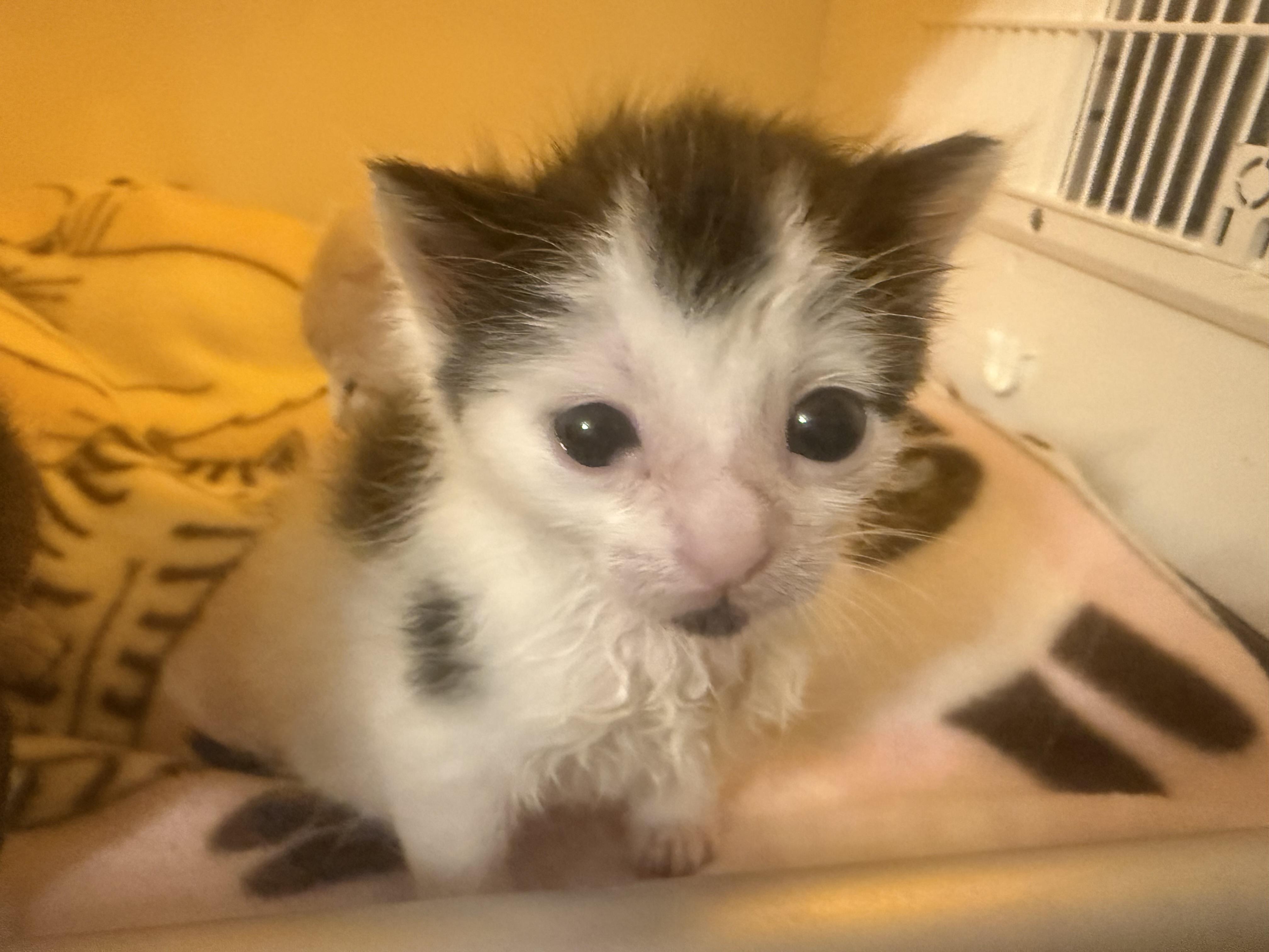 Enlarge Pinto, a ADOPTABLE American Shorthair in North Chesterfield, VA image 2/2