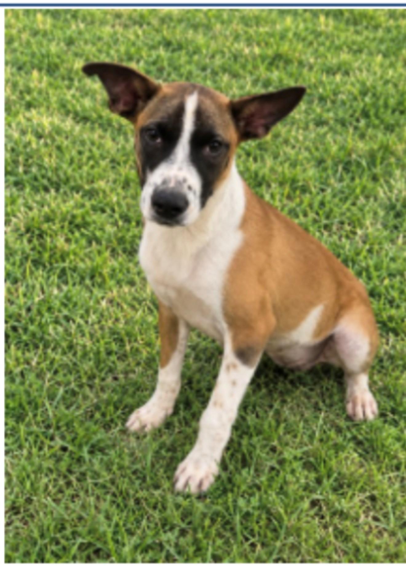 Tio, Adopted, Puppy Male Boston Terrier & Jack Russell Terrier.