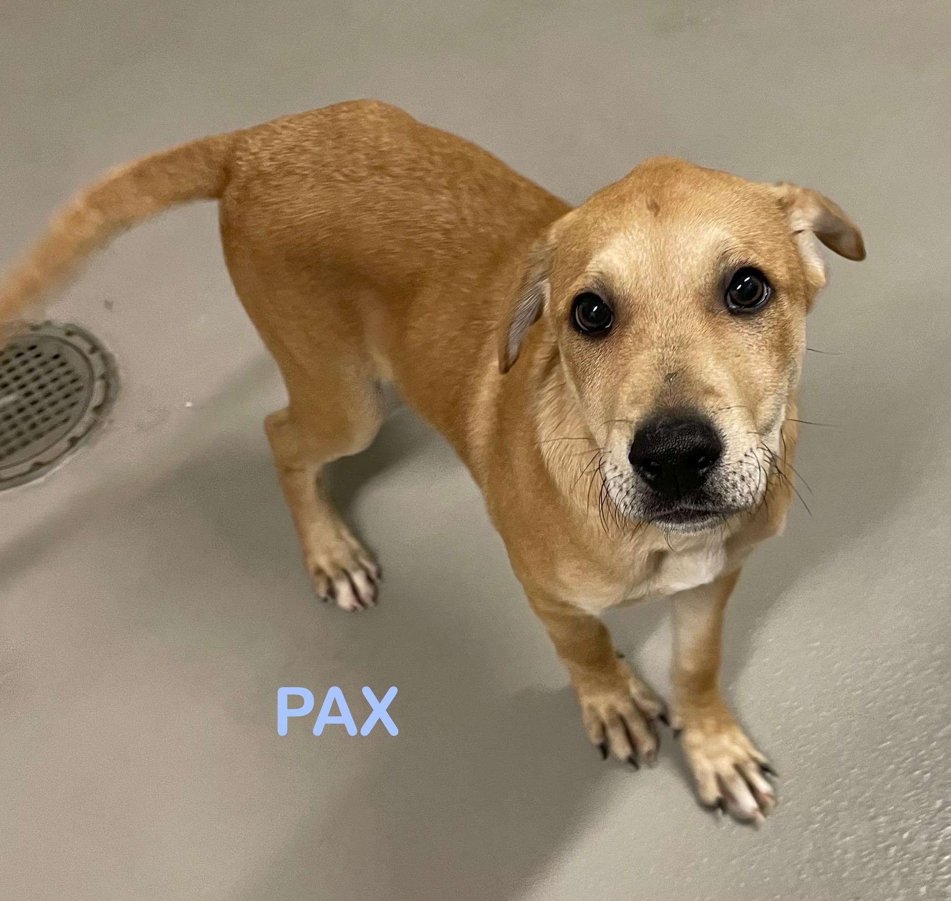 Pax LOOKING FOR RESCUE