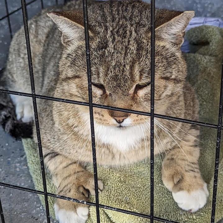 Tank, Adoptable, Adult Male Domestic Short Hair.